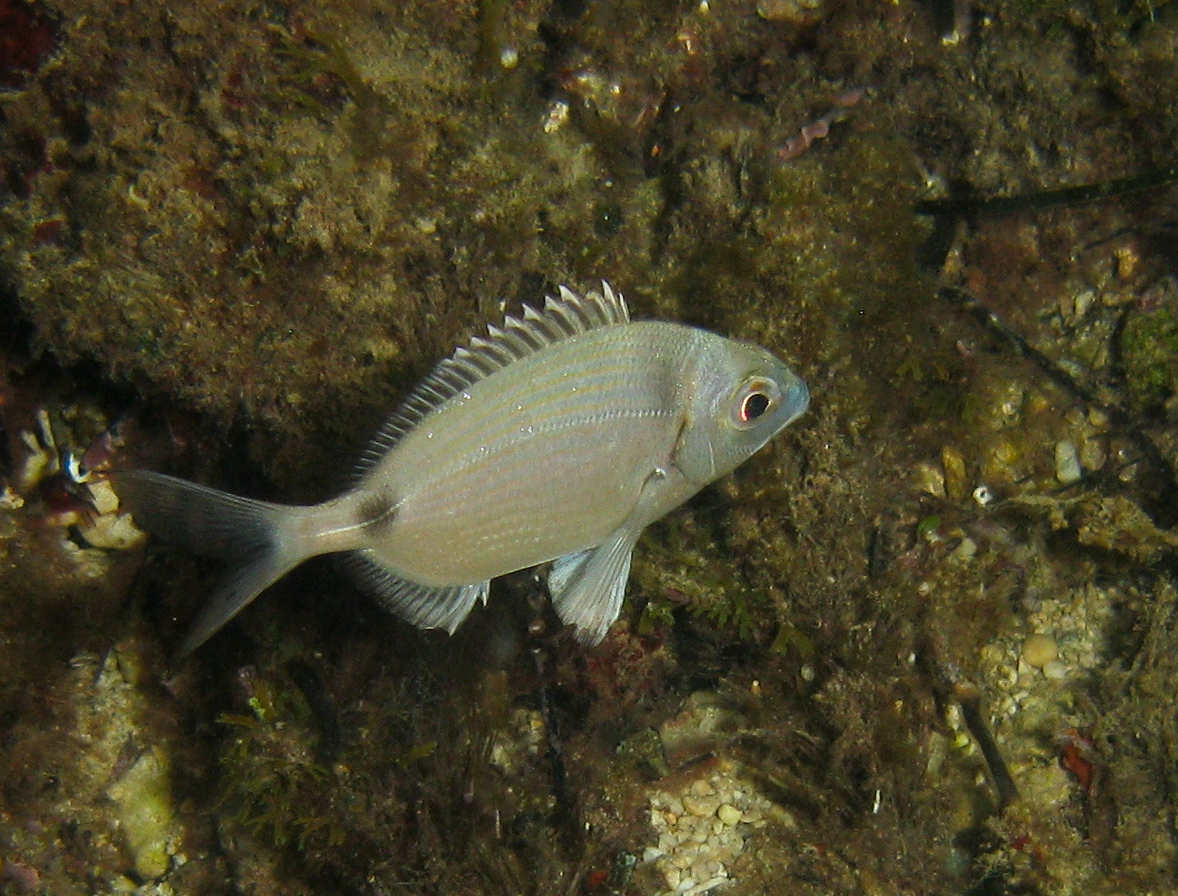 Wrasse