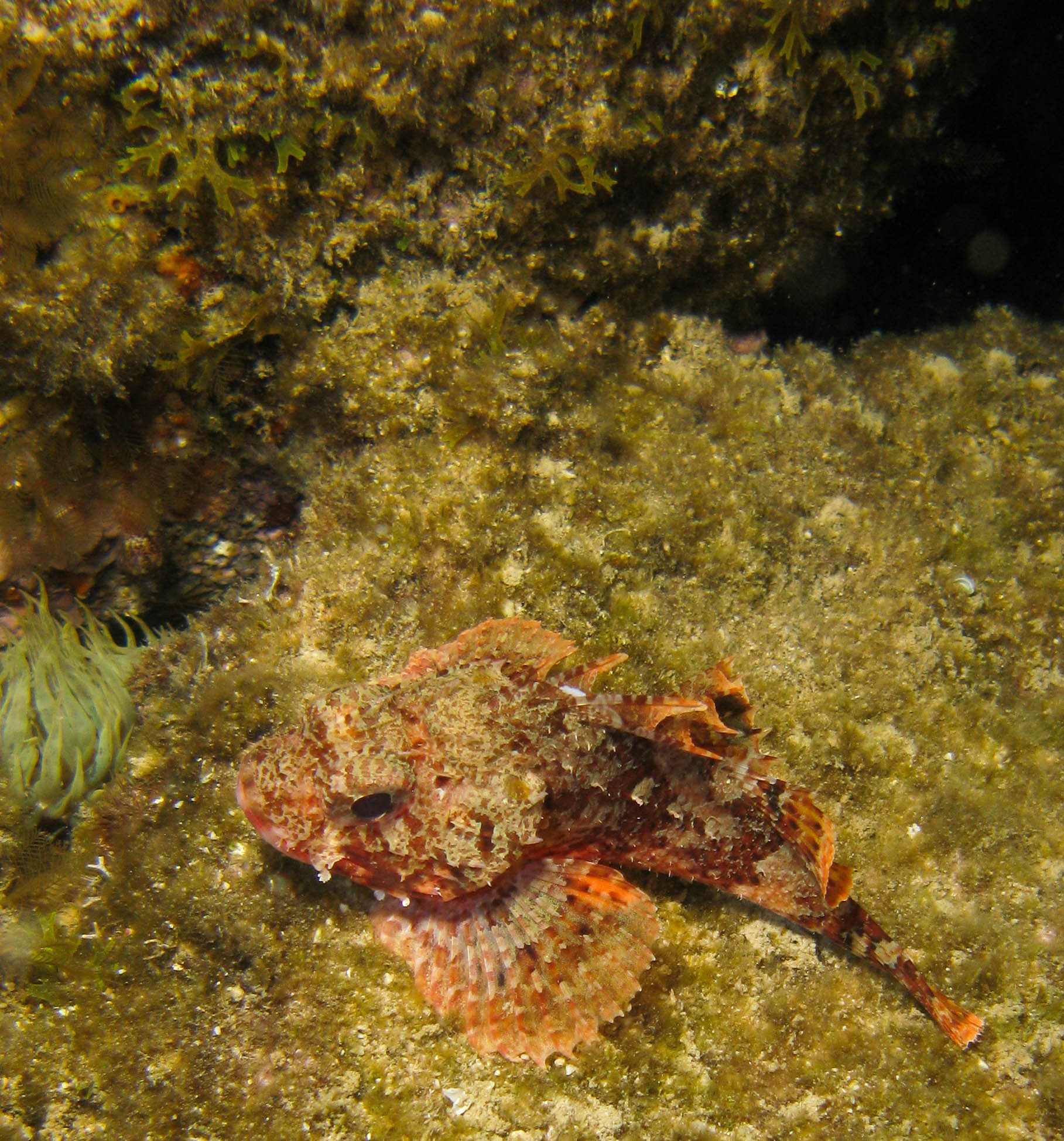 Scorpionfish