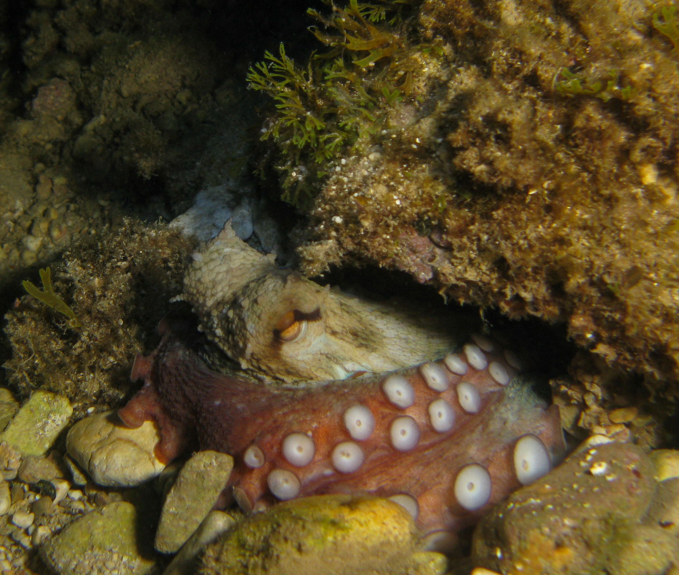 Octopus
