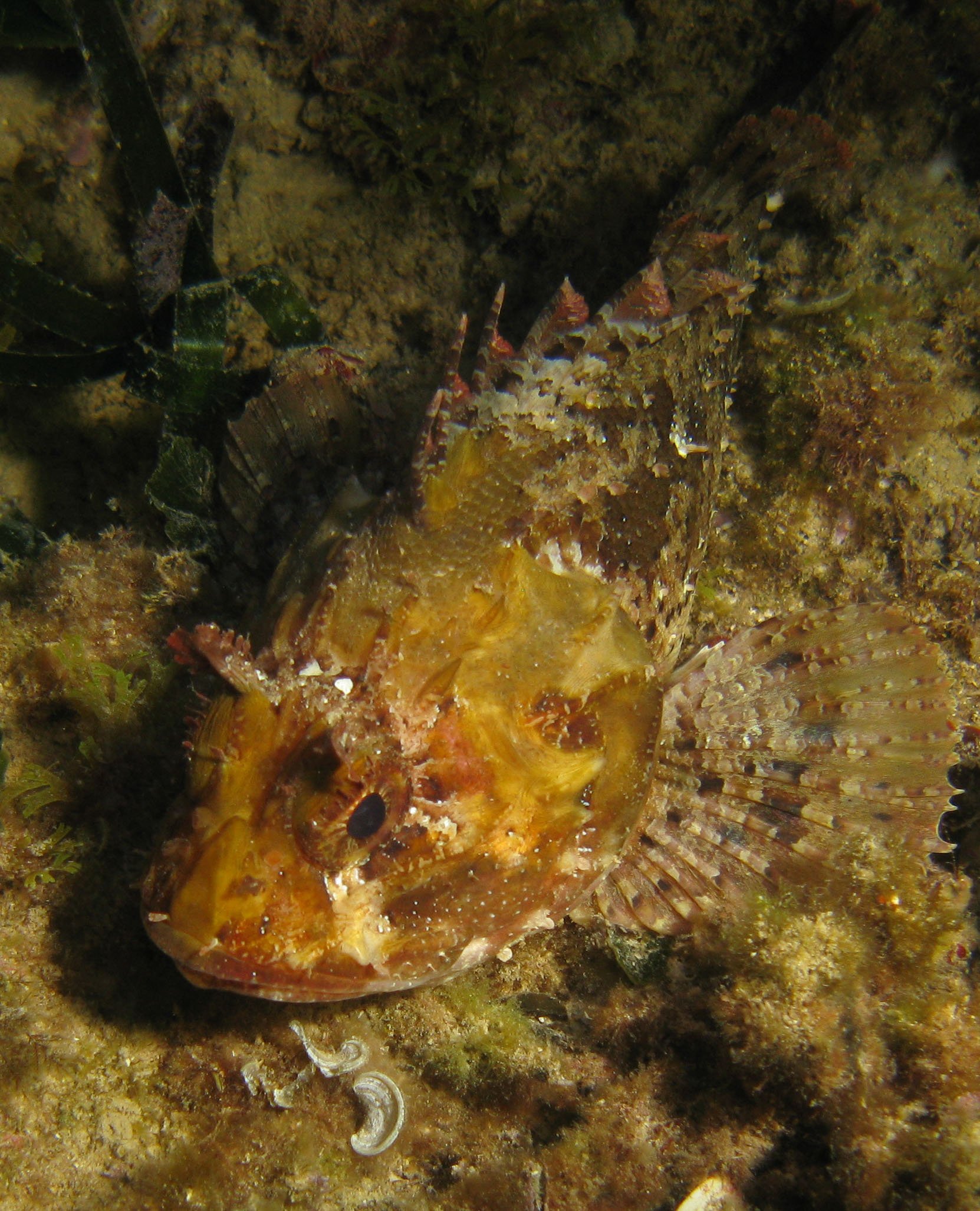 Scorpionfish