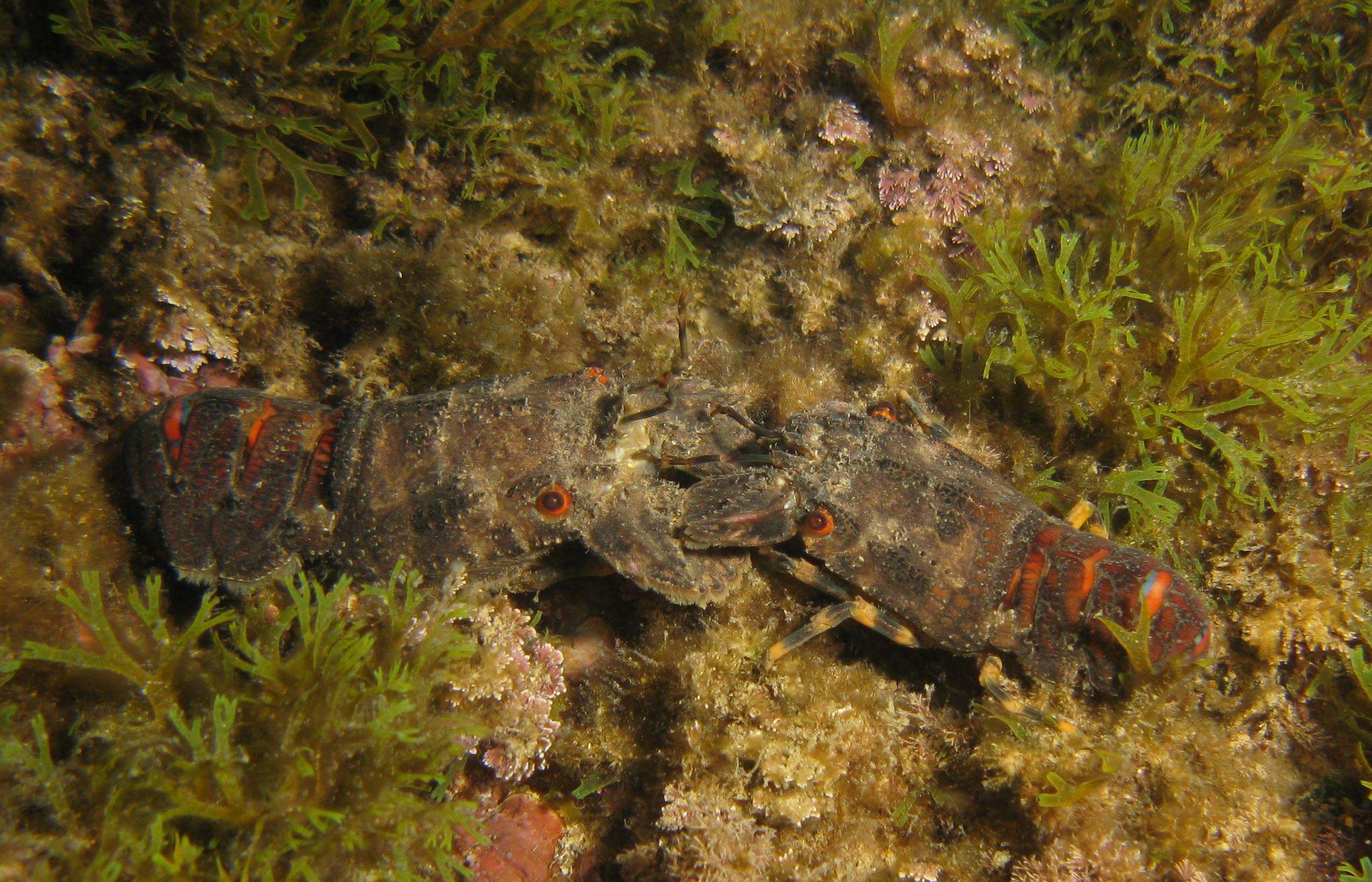 Small Locust Lobsters (Scyllaris arctus)