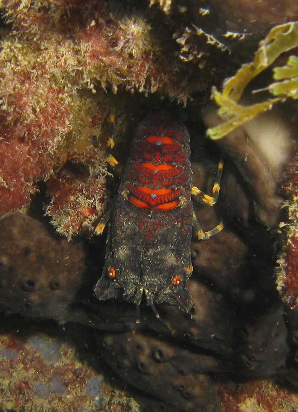 Small Locust Lobster (Scyllaris arctus)