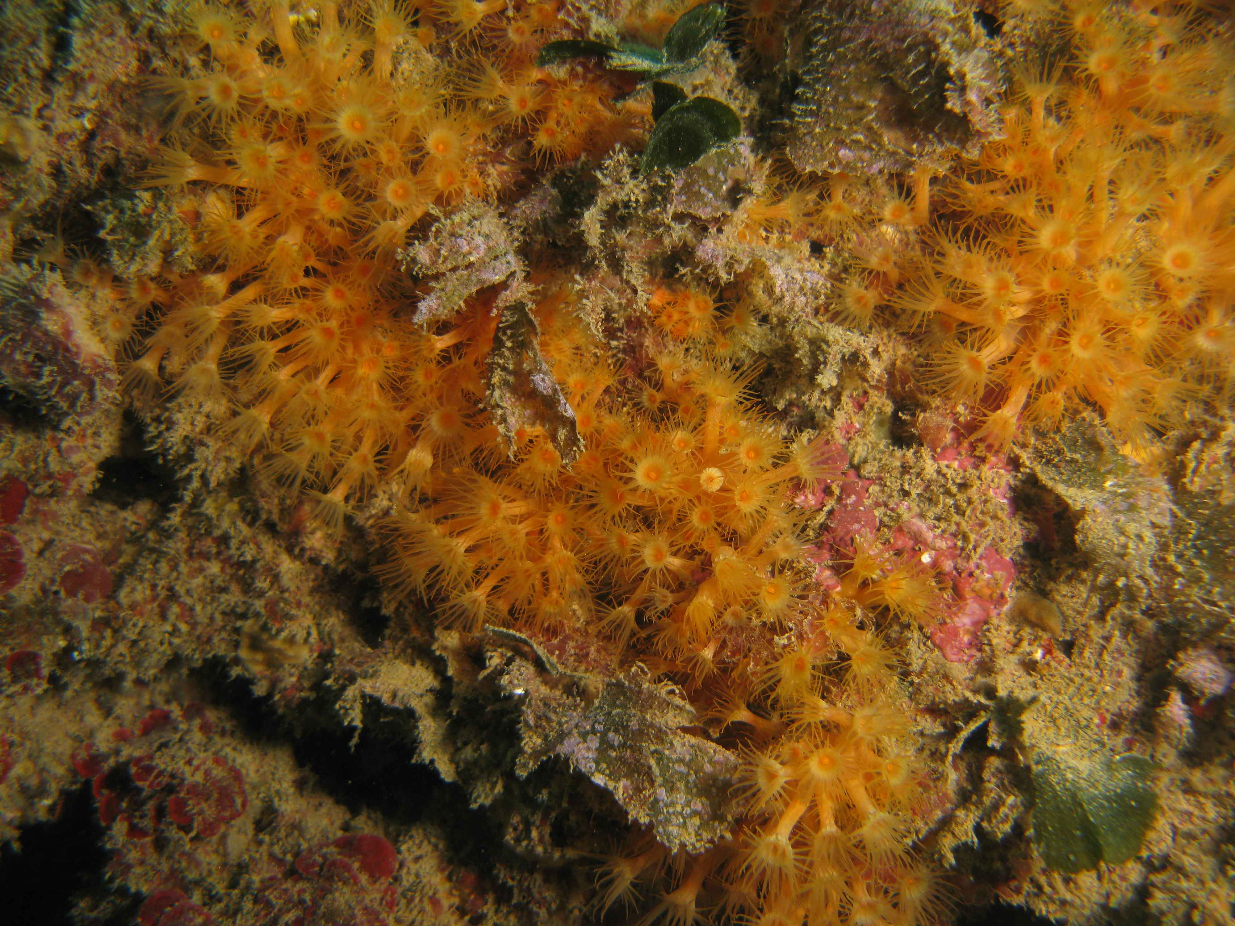 Golden Zoanthid (Parazoanthus axinellae) Golden Zoanthid (Parazoanthus axinellae)