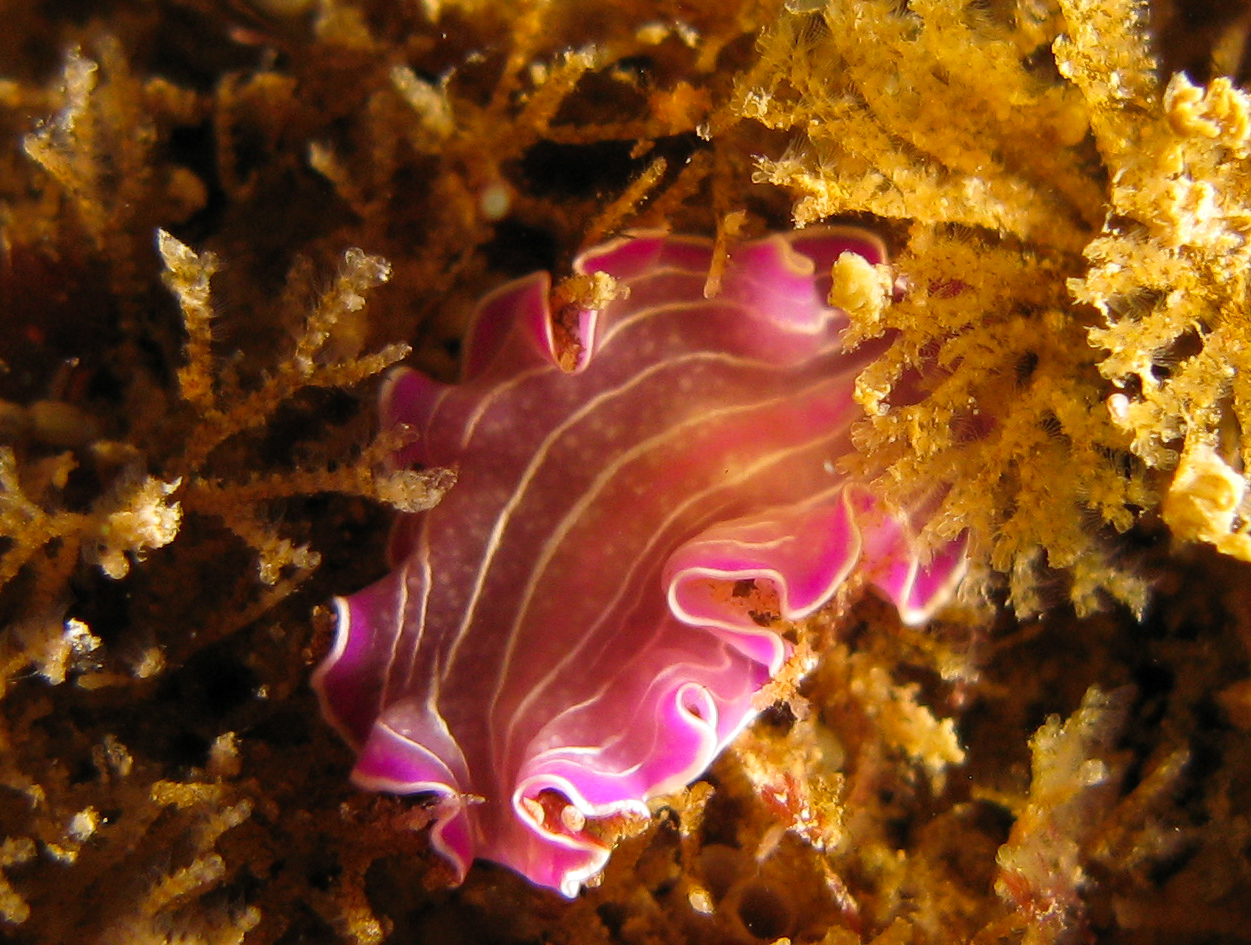 Pink Flatworm (Prostheceraeus roseus) Pink Flatworm (Prostheceraeus roseus)