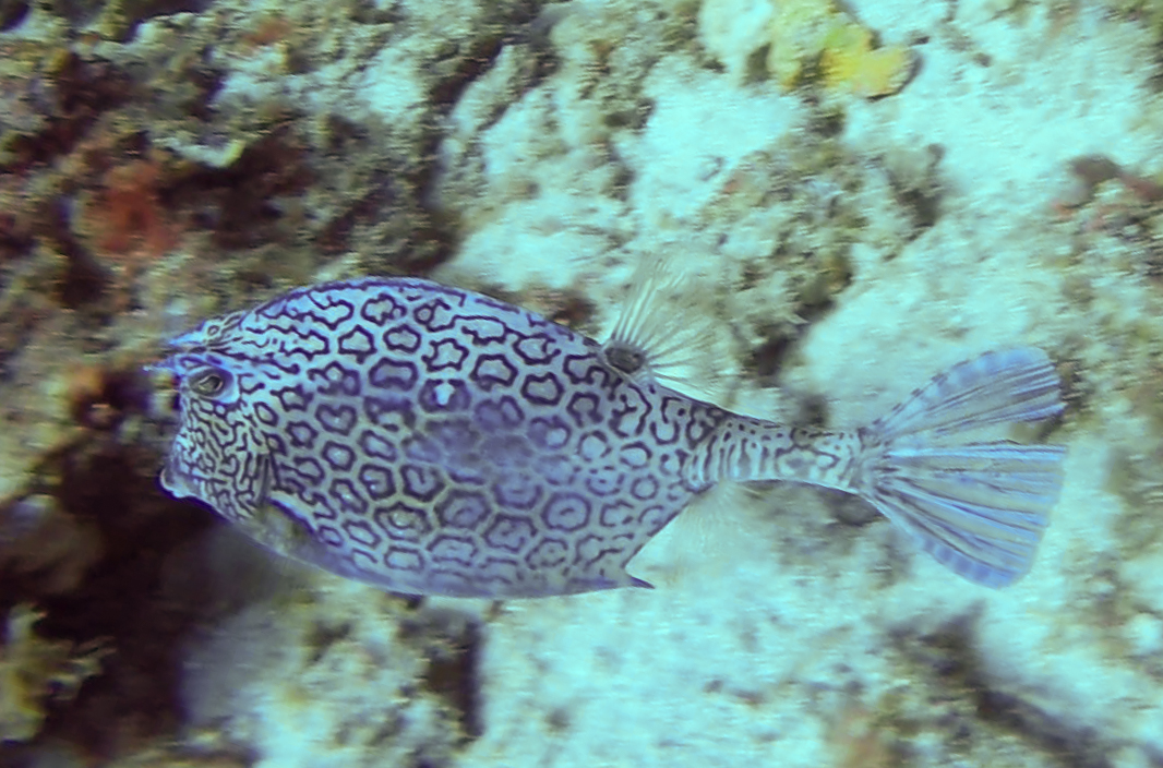 Honeycomb Cowfish