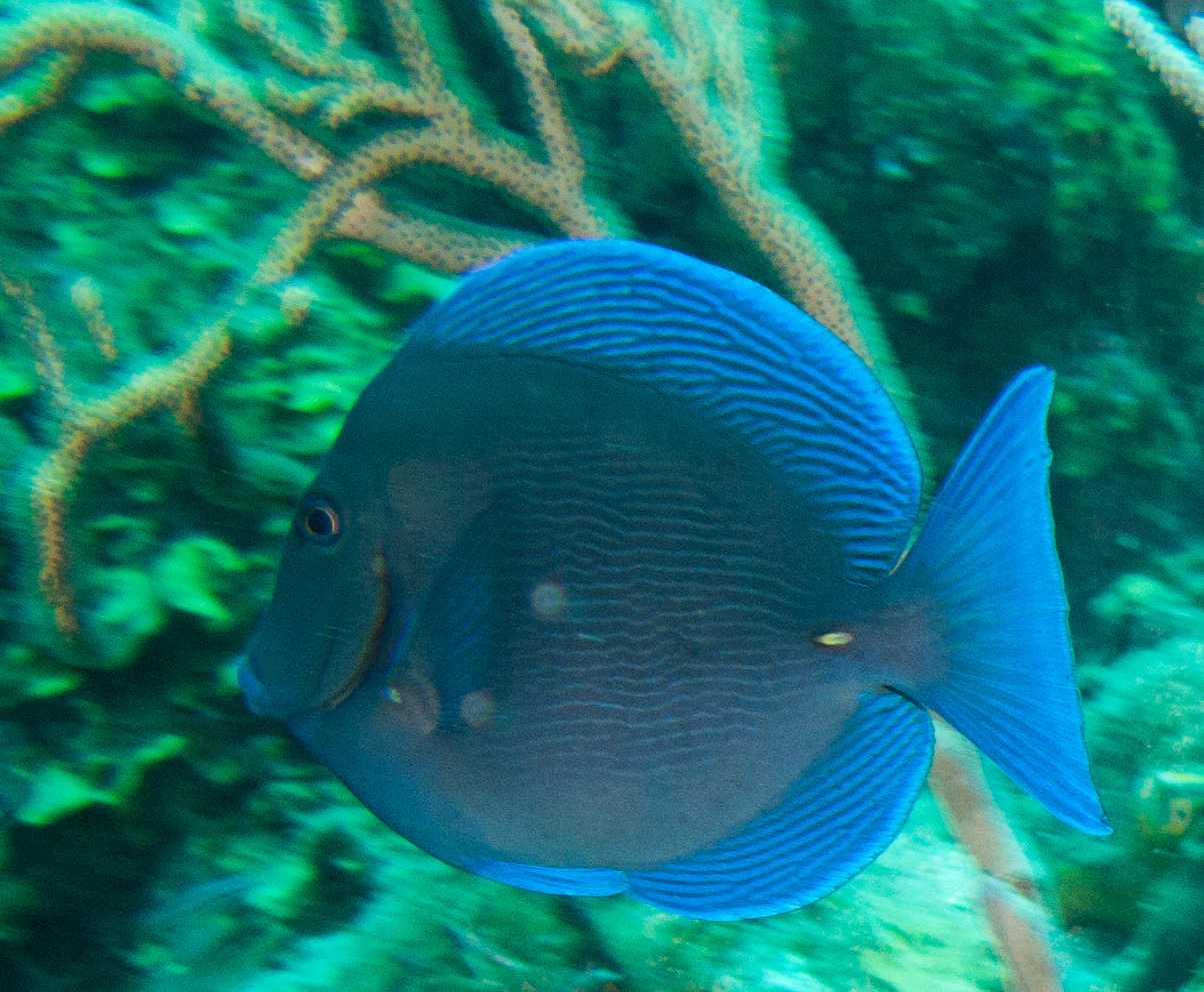 Blue Tang Blue Tang