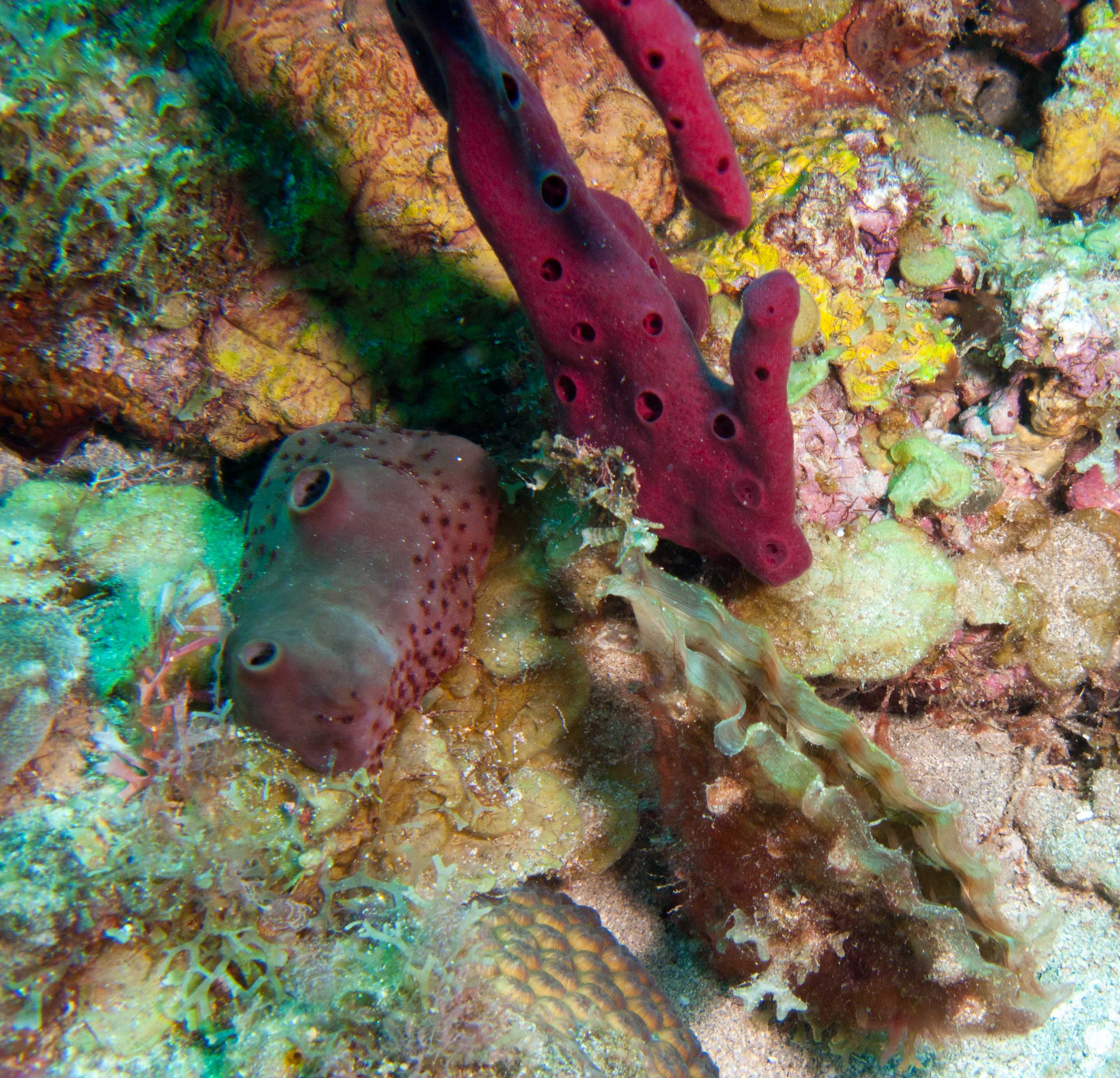 Thorny oyster, Sea squirt (Tunicate), & Tube sponge Thorny oyster, Sea squirt (Tunicate), & Tube sponge