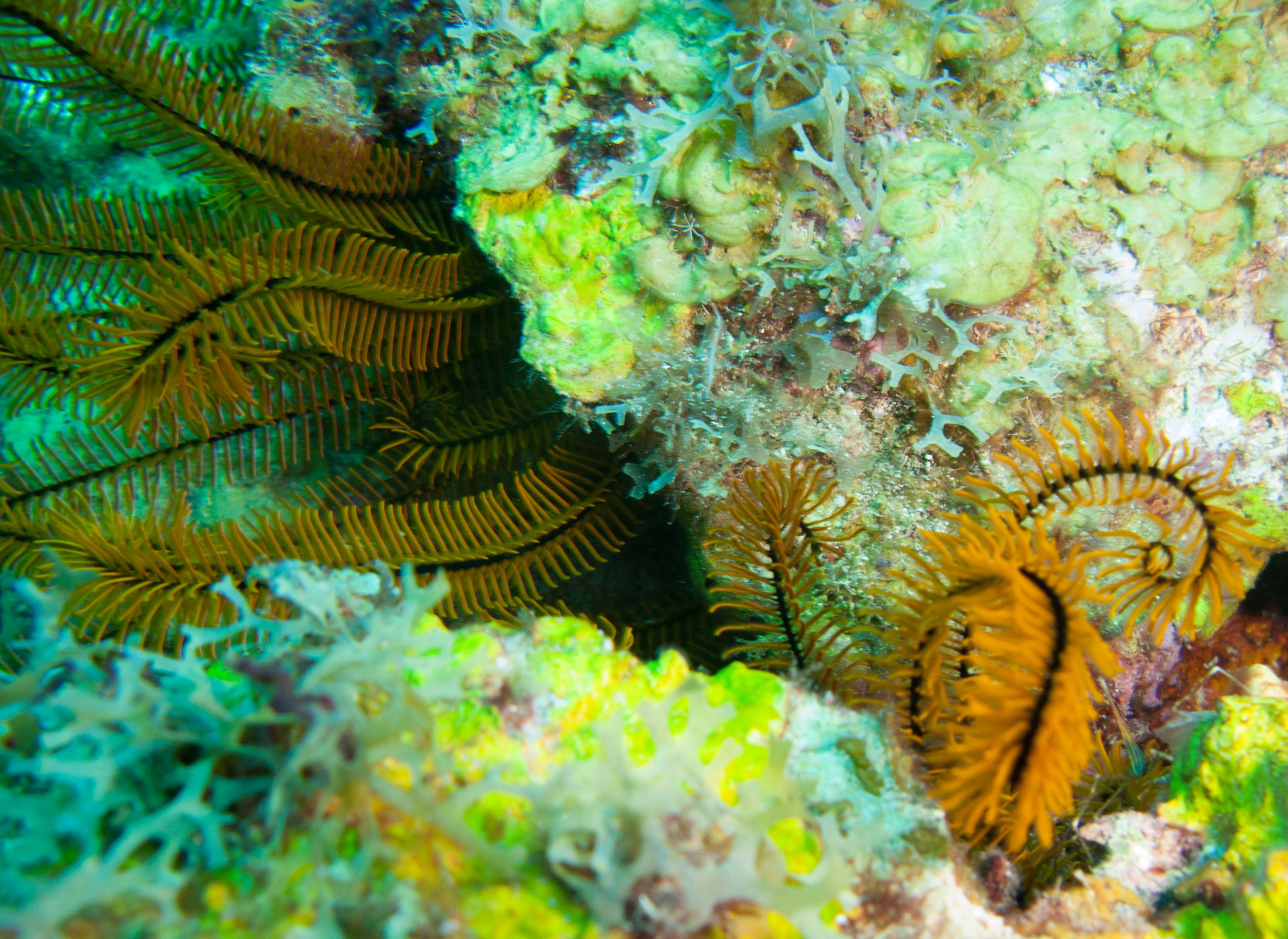 Golden Crinoid (Davidaster rubiginosa) Golden Crinoid (Davidaster rubiginosa)