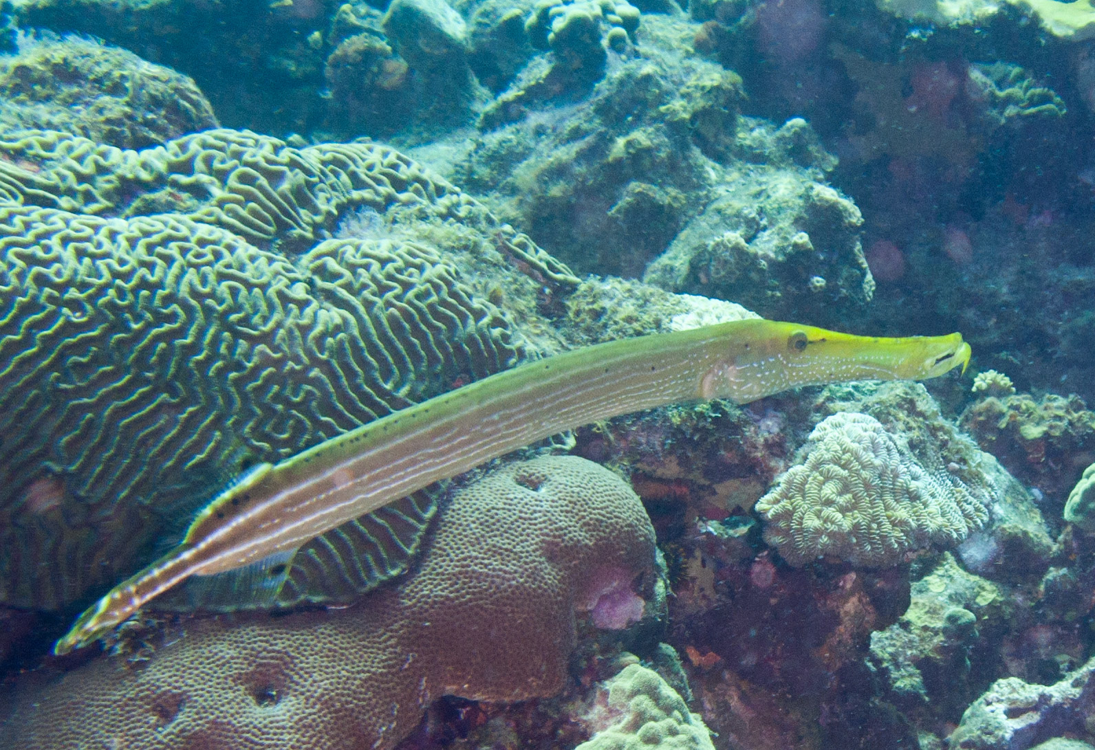 Trumpetfish Trumpetfish