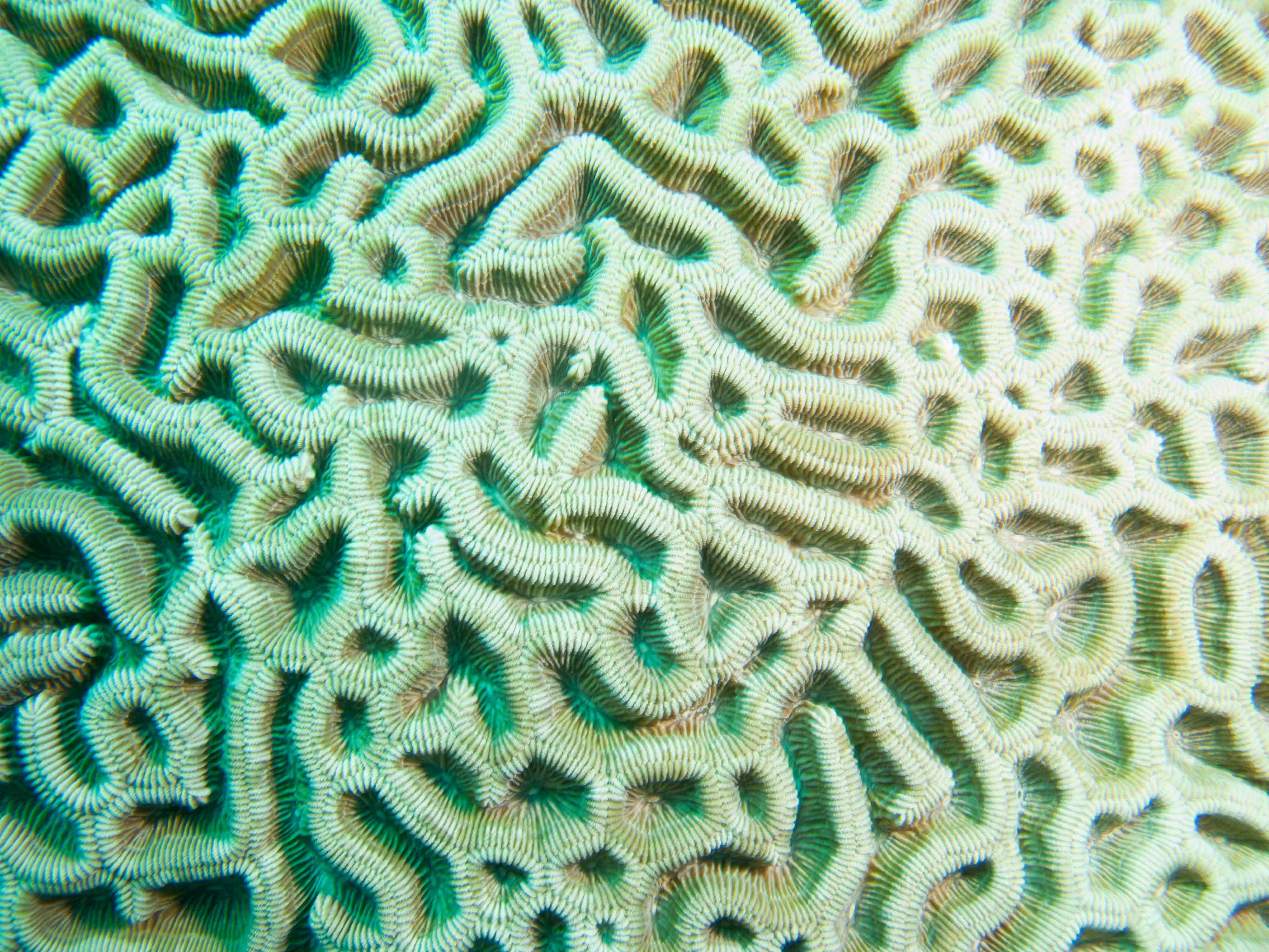 Brain coral Brain coral