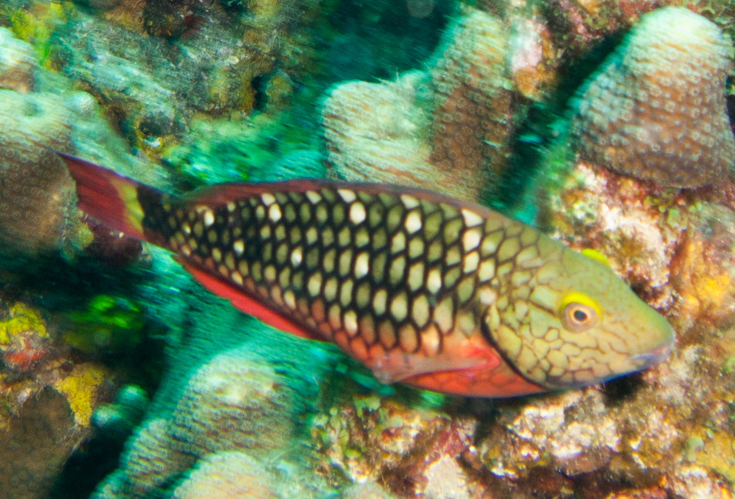 Stoplight Parrotfish (Initial phase) Stoplight Parrotfish (Initial phase)
