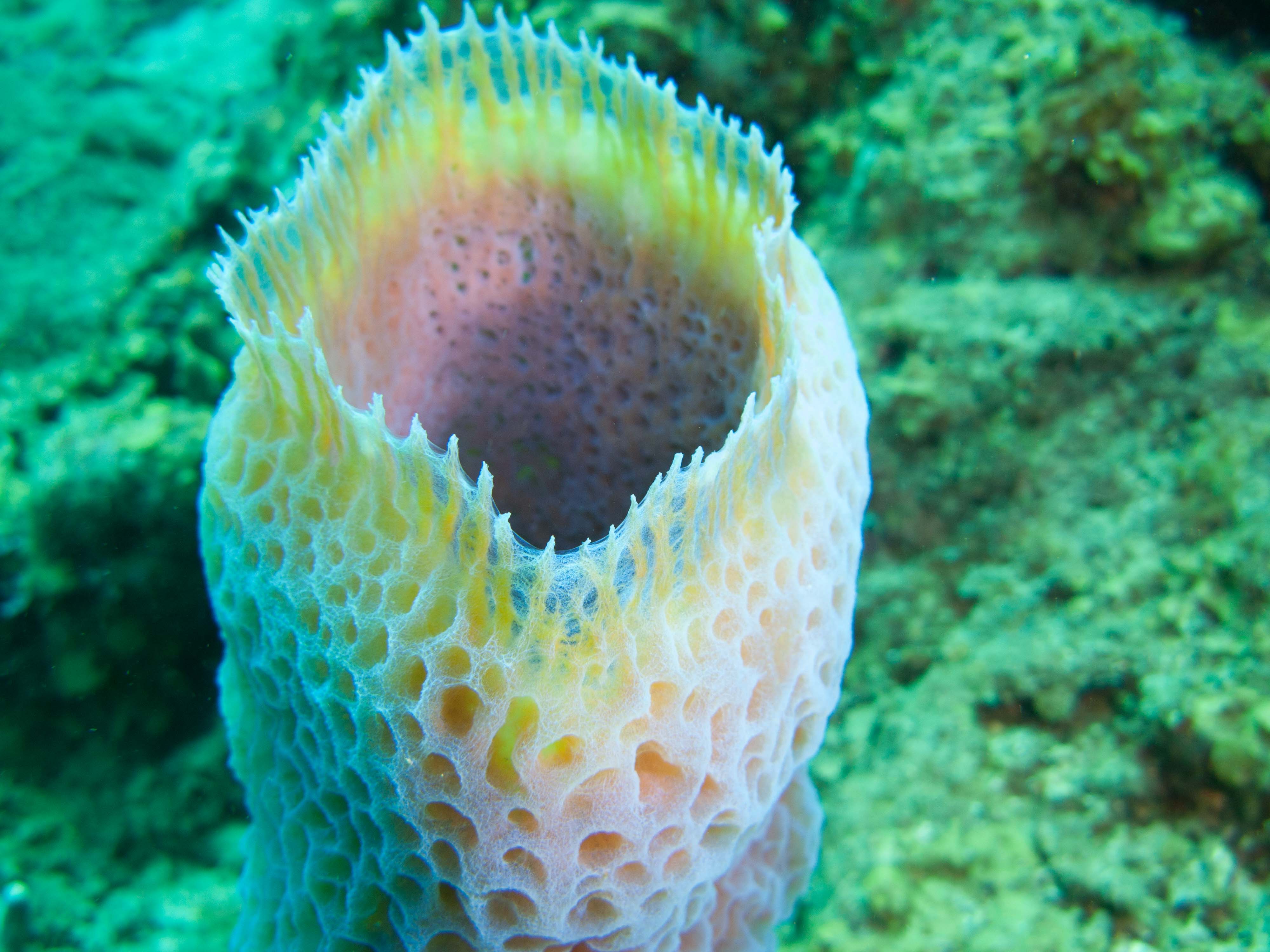 Vase Sponge Vase Sponge