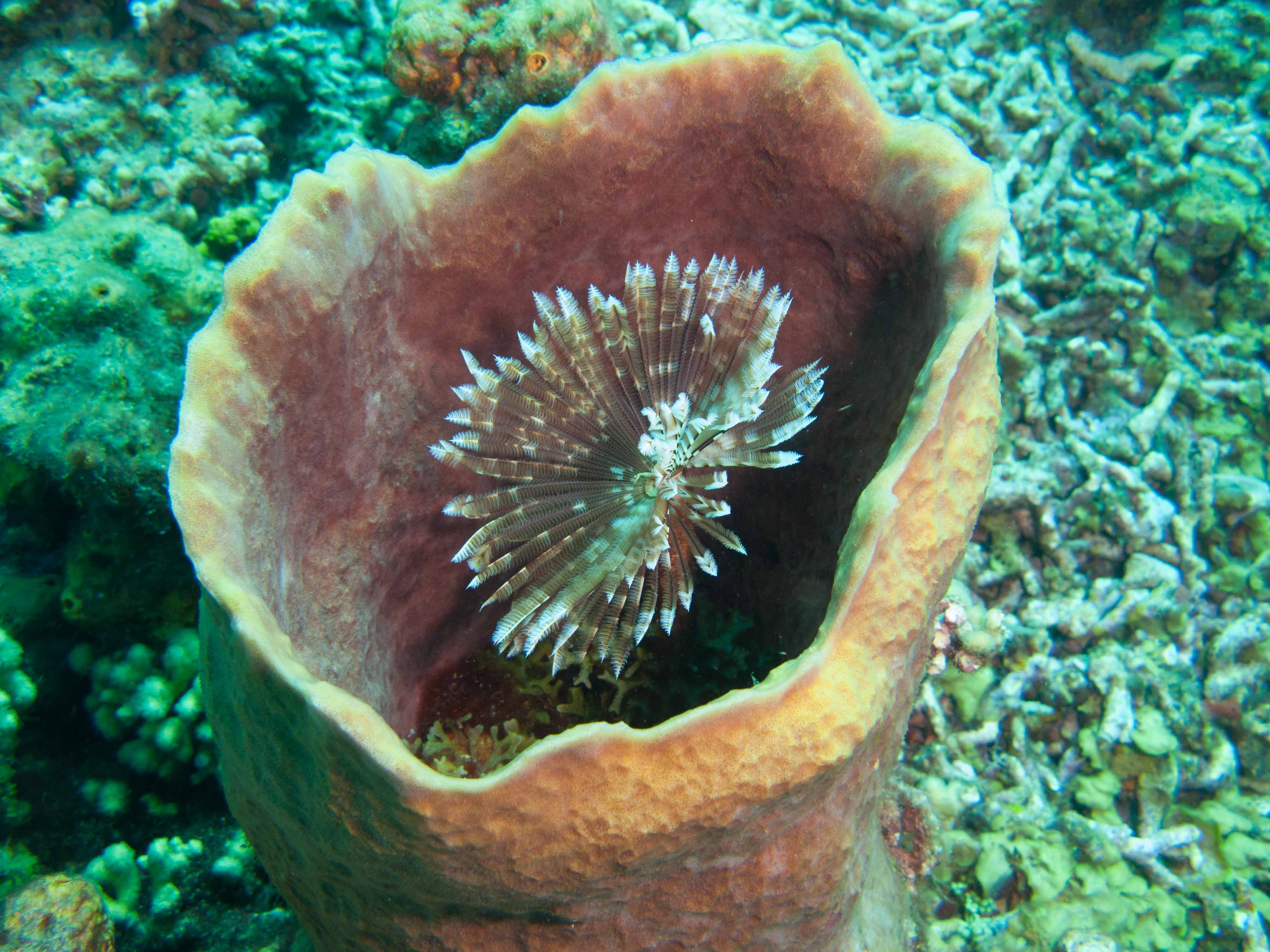Feather Duster worm inside a large Tube Sponge Feather Duster worm inside a large Tube Sponge