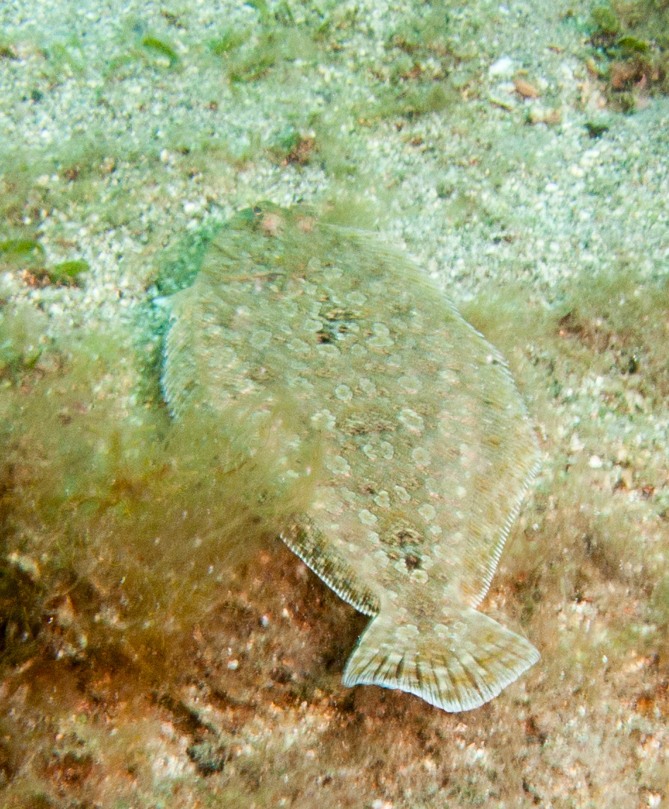 Peacock Flounder