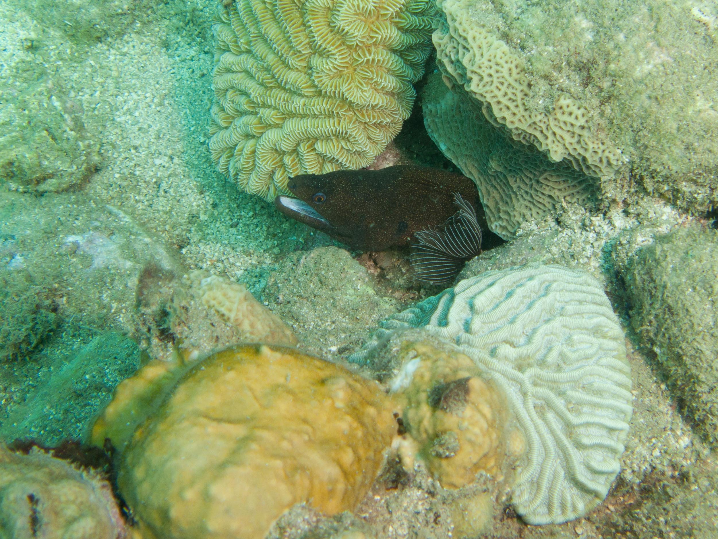 Moray eel