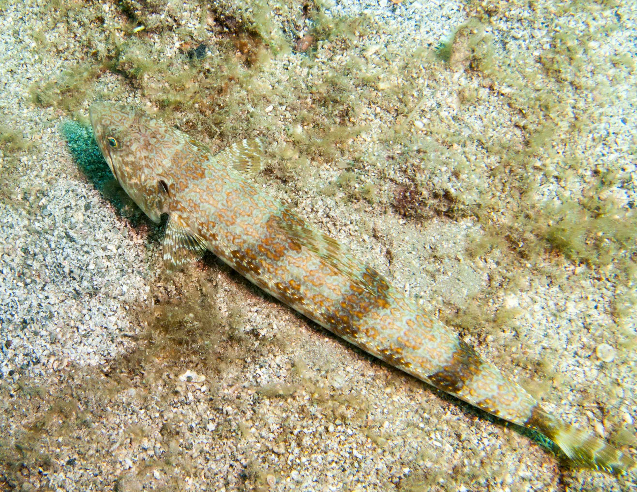 Bluestriped Lizardfish