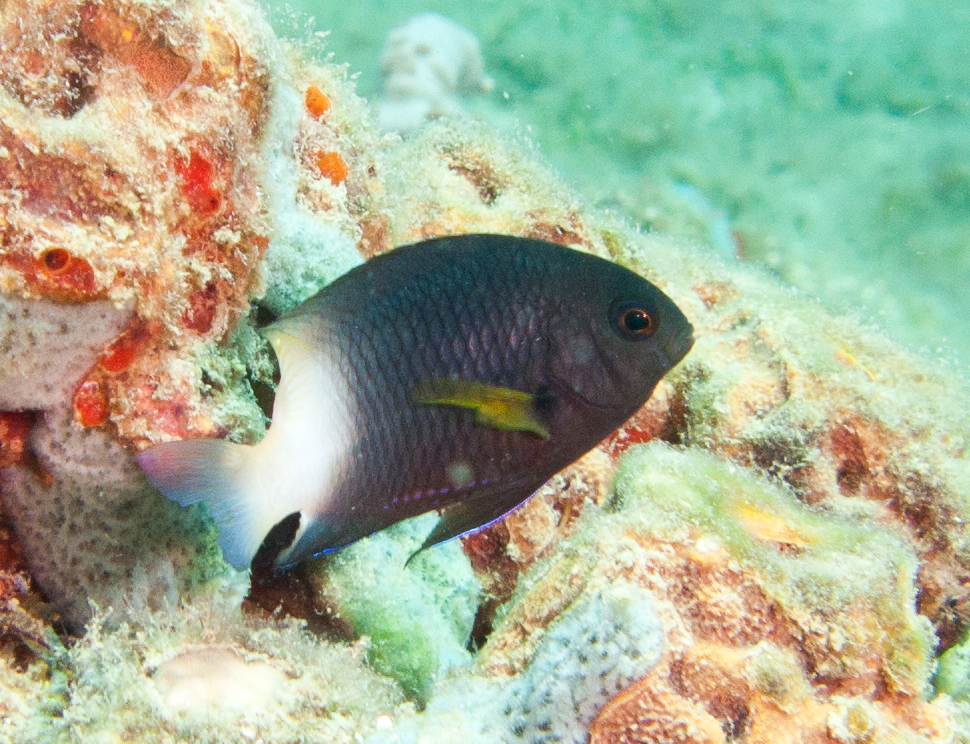 Bicolor Damselfish