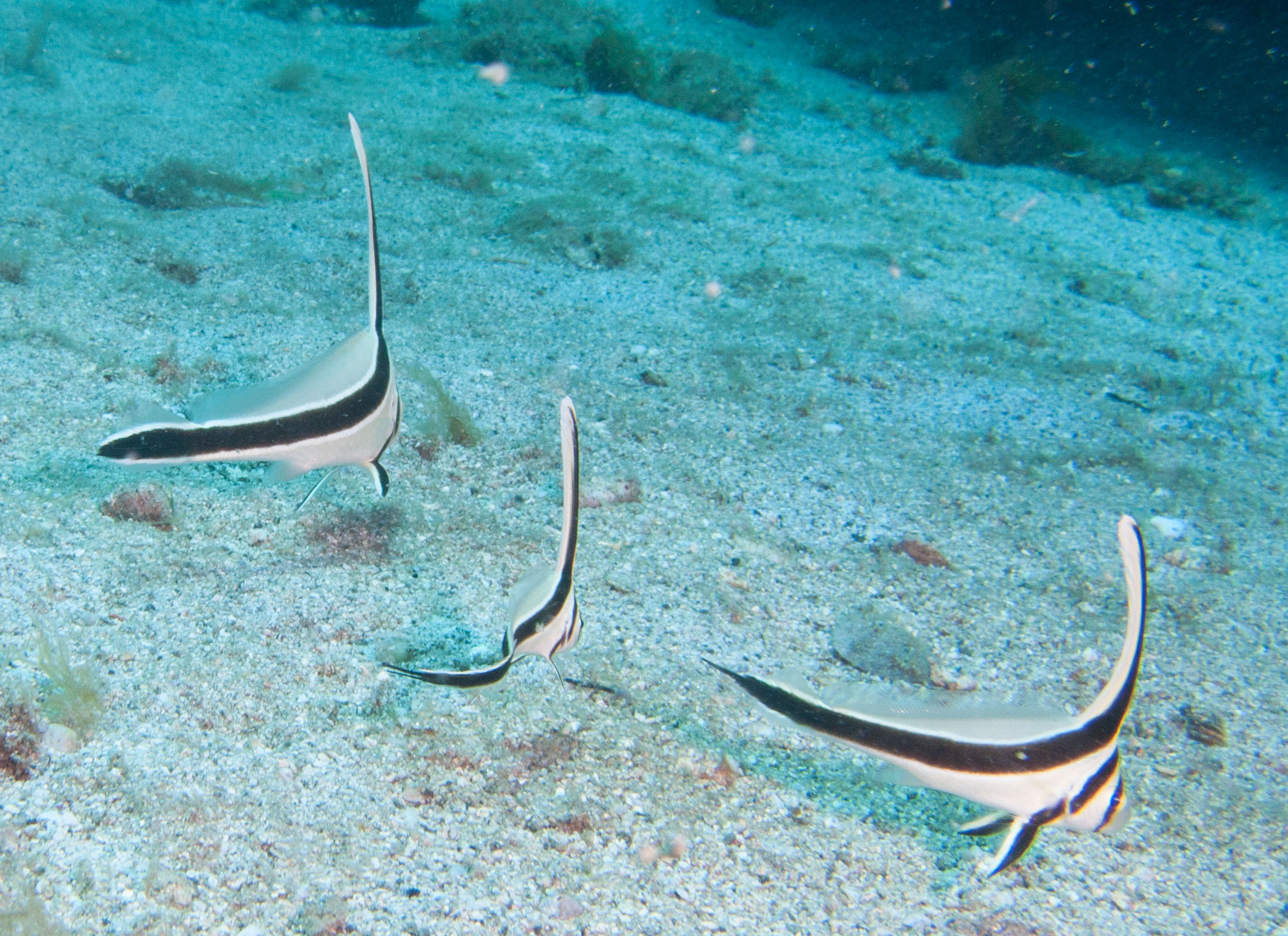 Juvenile Longfin Spadefish