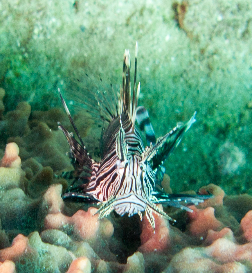 Lionfish