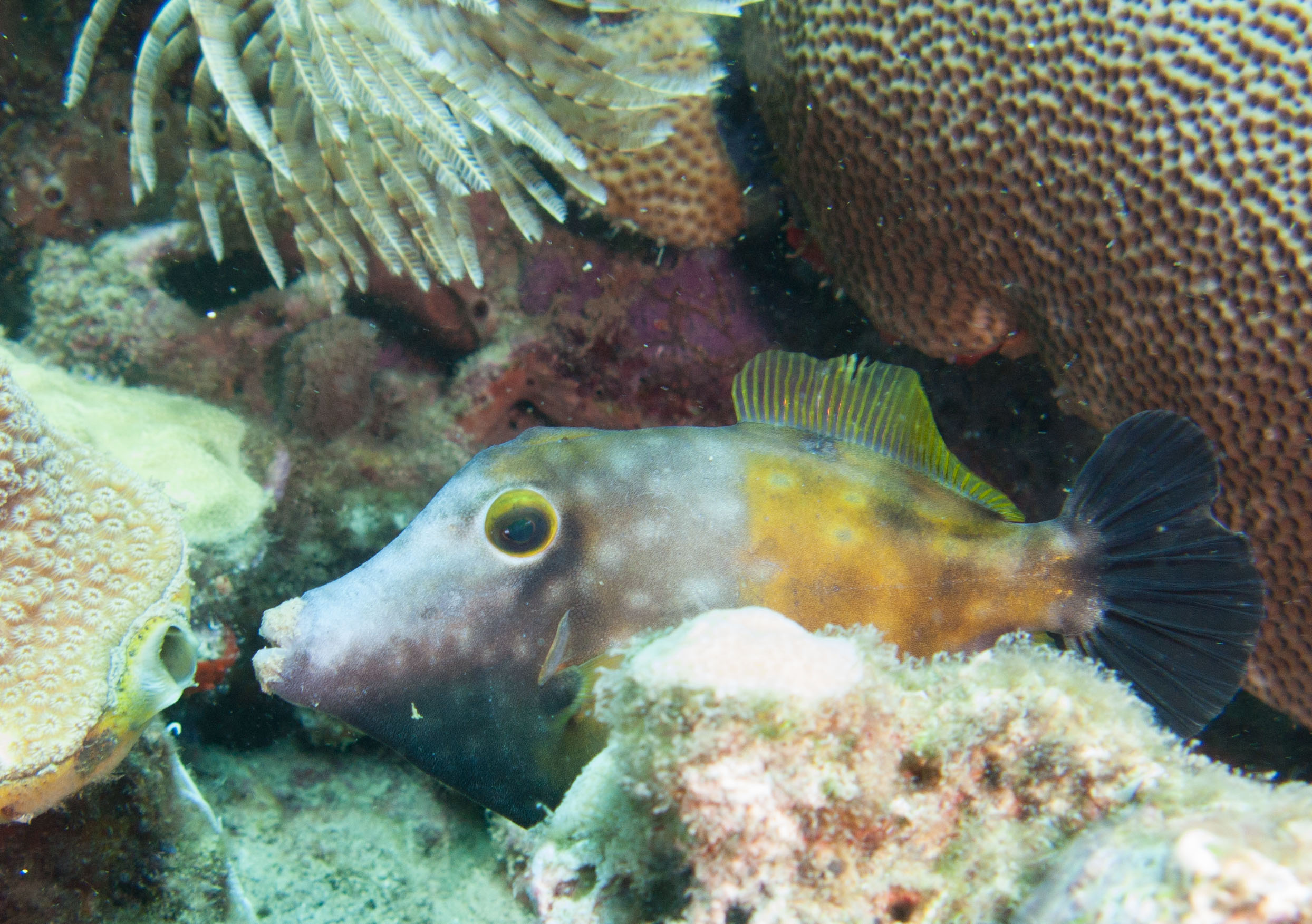 Whitespotted Filefish