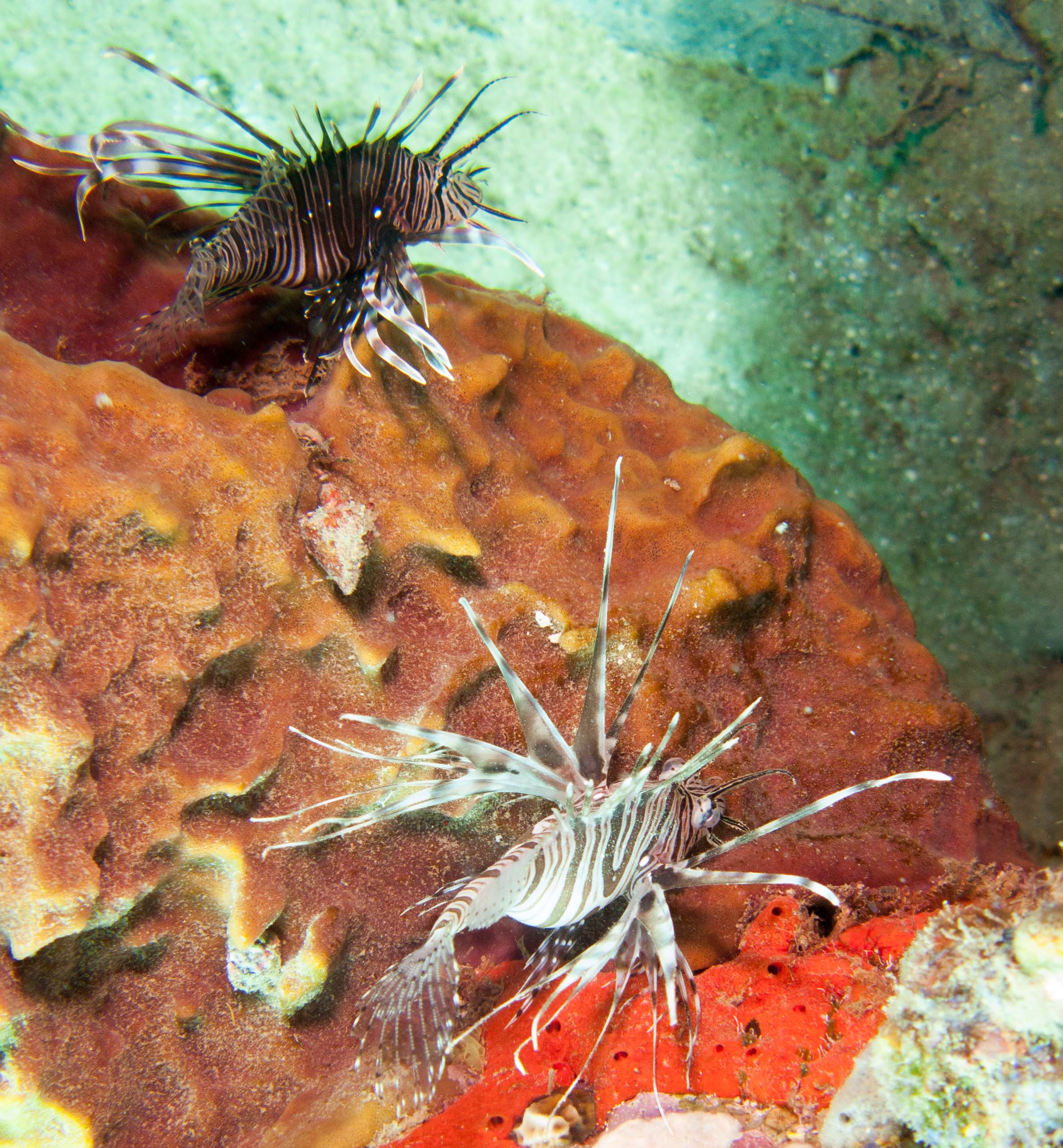Lionfish