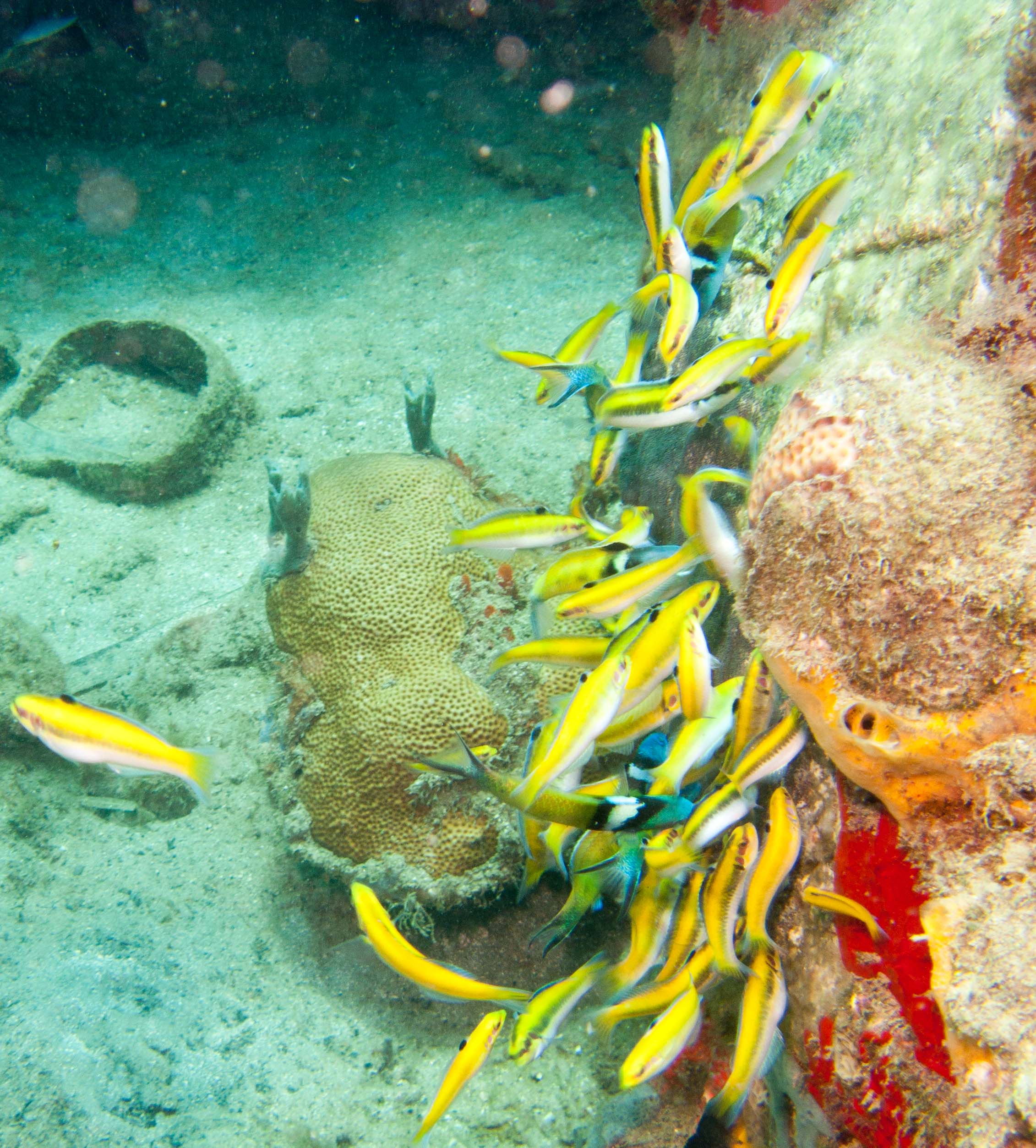 Bluehead wrasse (Thalassoma bifasciatum, initial phase)
