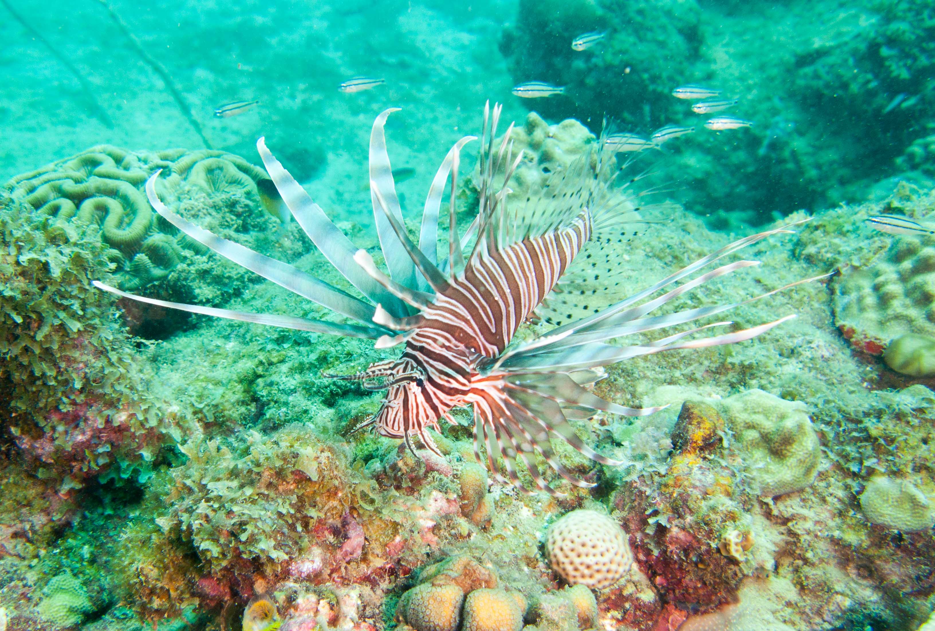 Lionfish