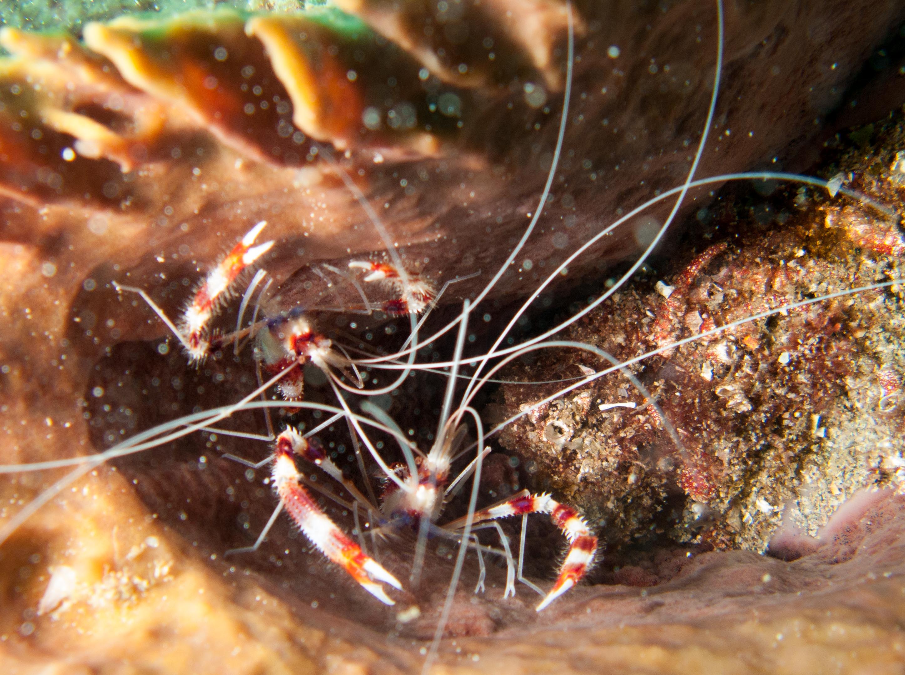Banded Coral Shrimps in a basket sponge