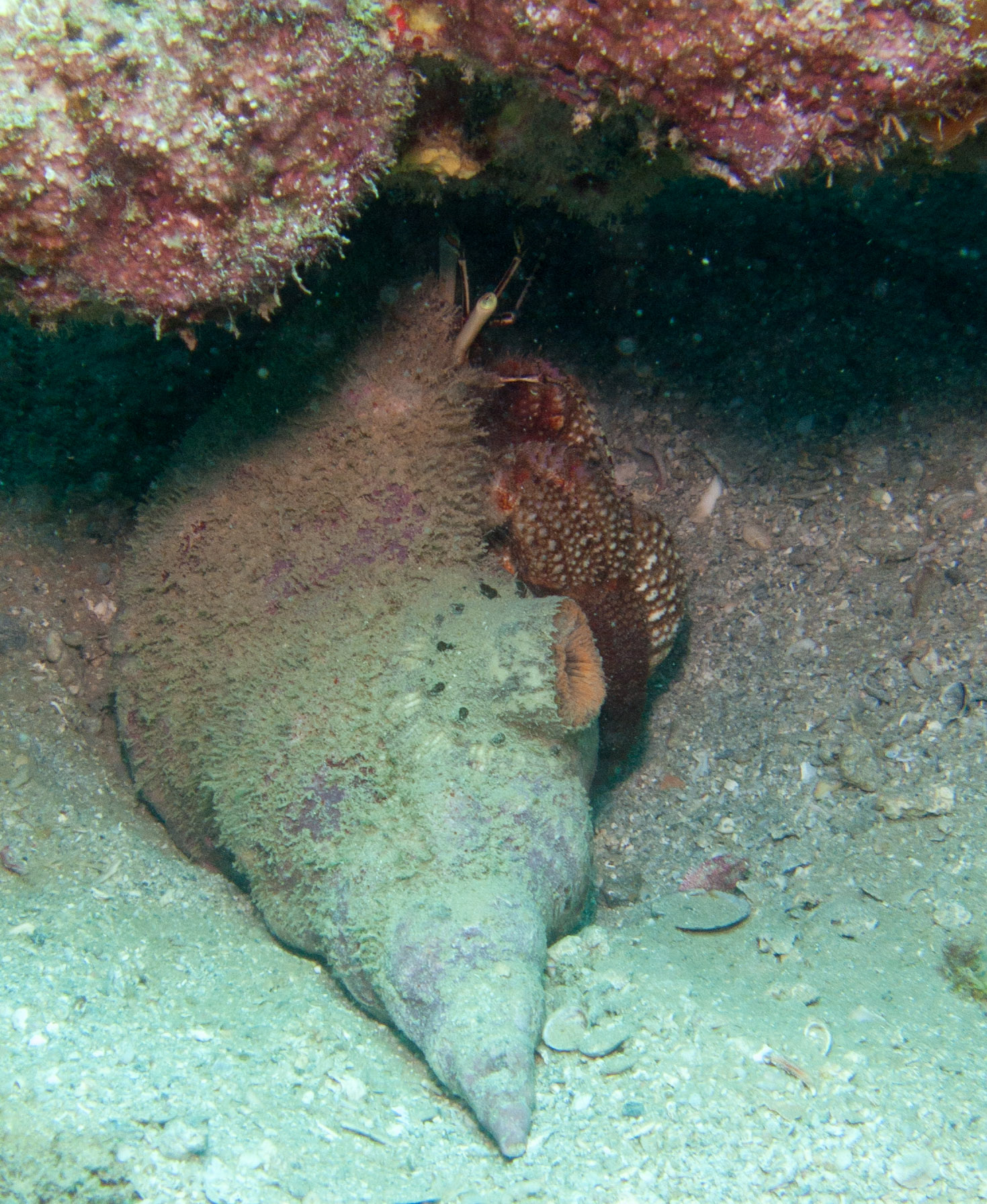 Atlantic Triton's Trumpet