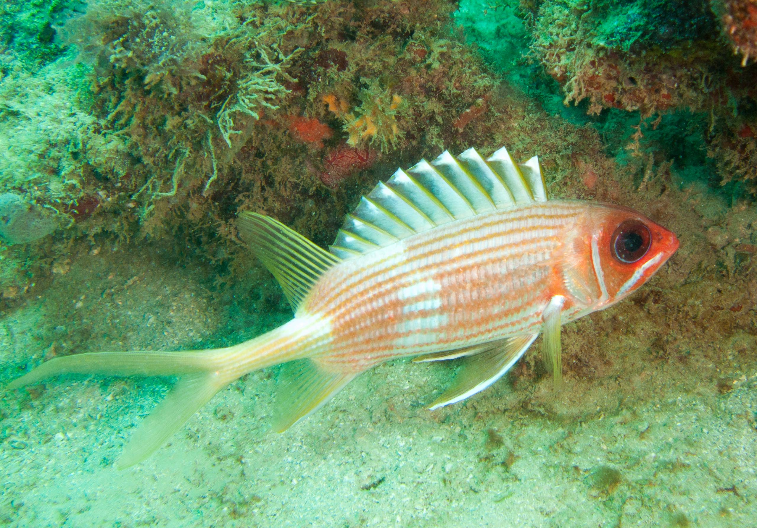 Squirrelfish