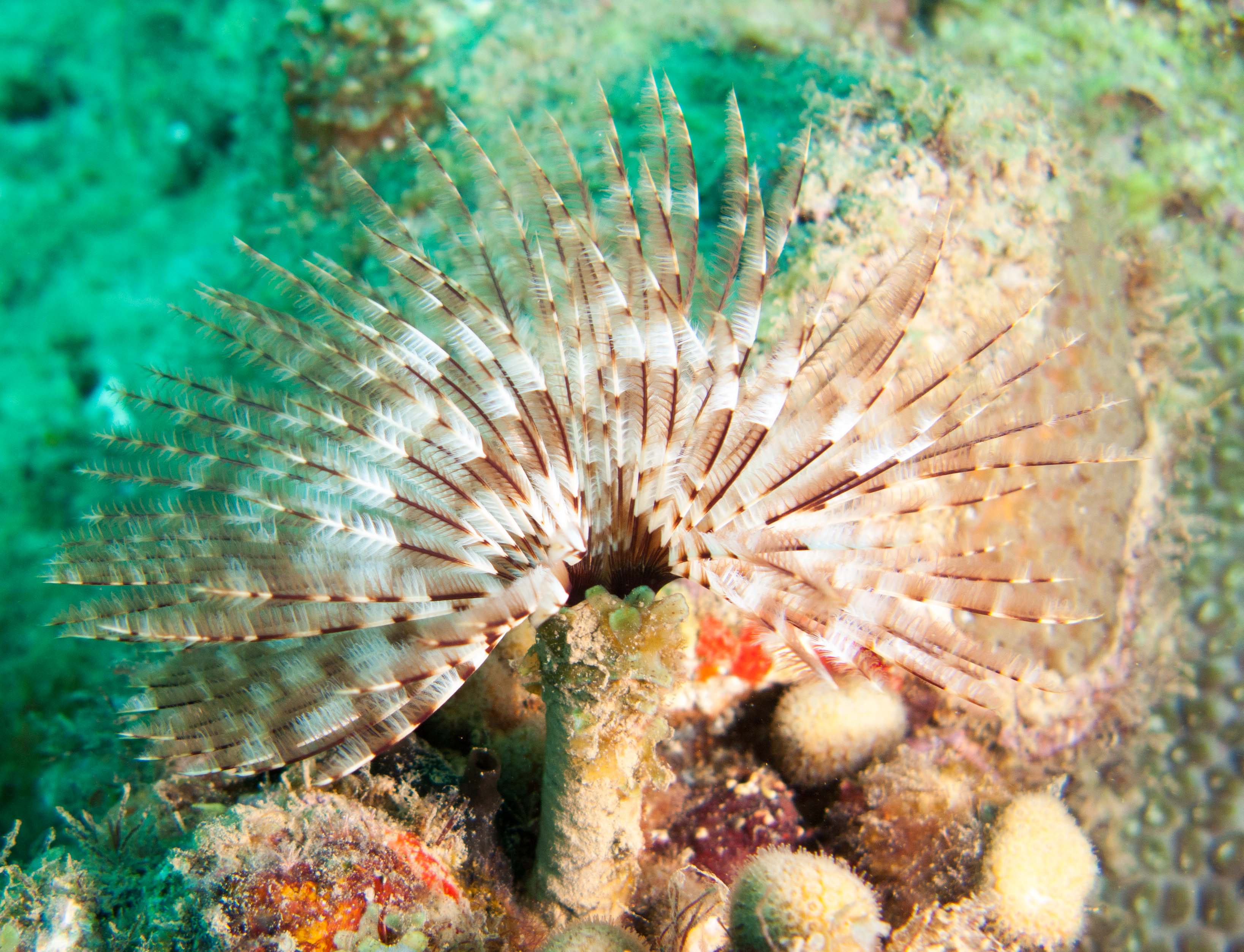 Fan worm