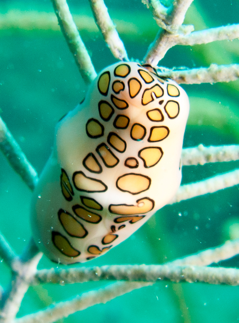 Flamingo Tongue on sea fan