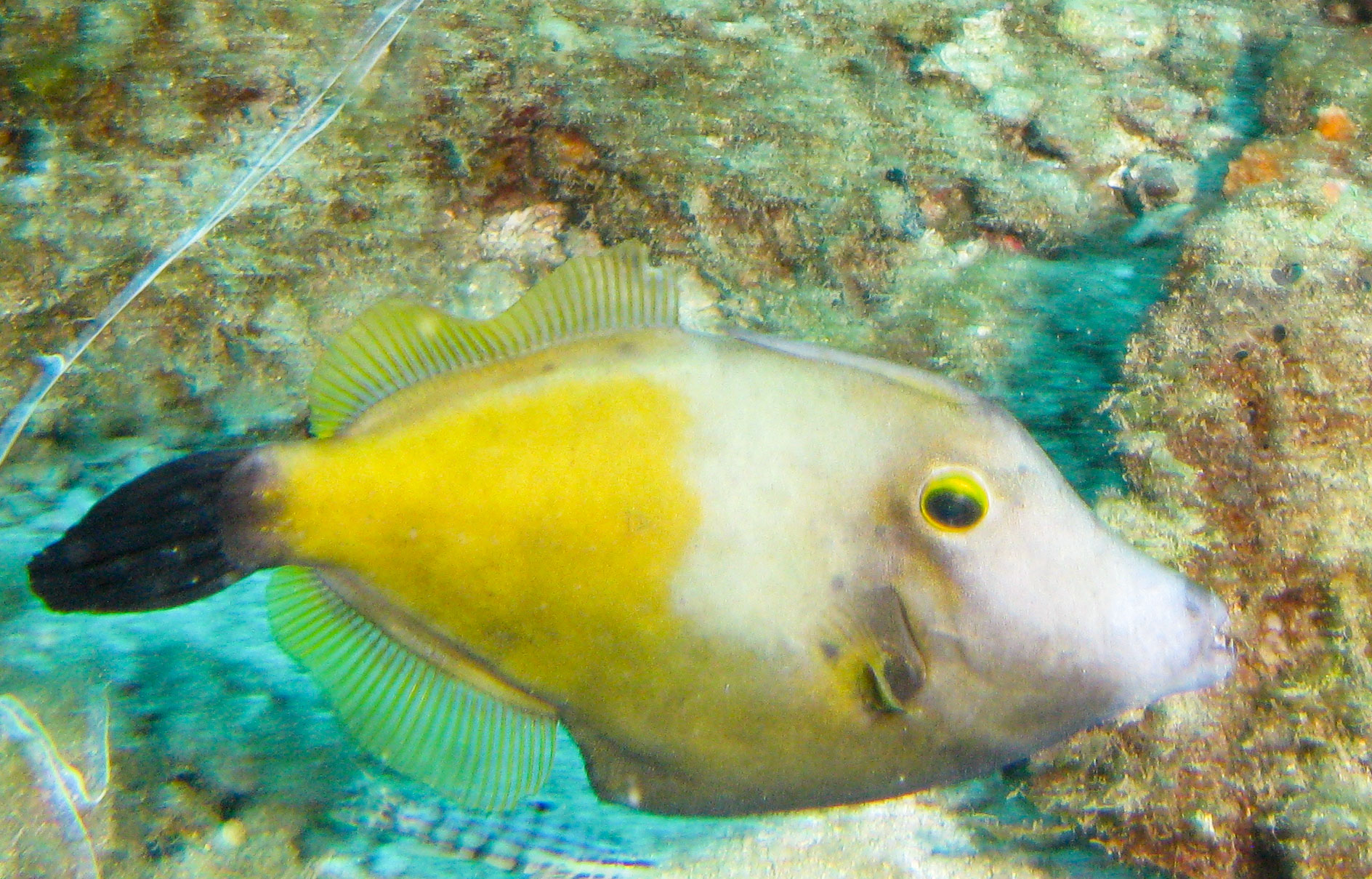 Whitespotted Filefish