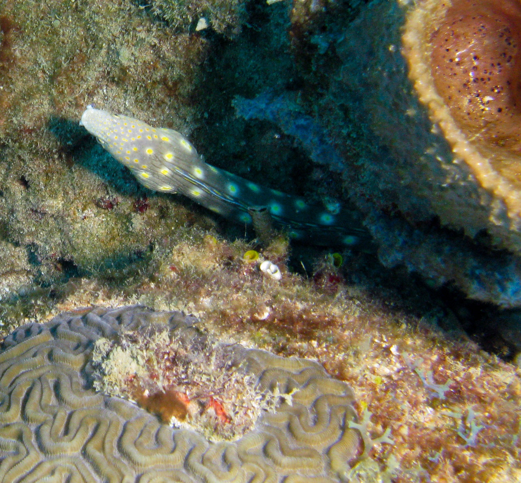 Sharptail Eel
