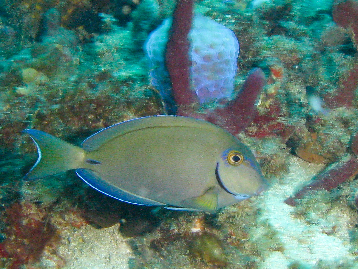 Ocean Surgeonfish