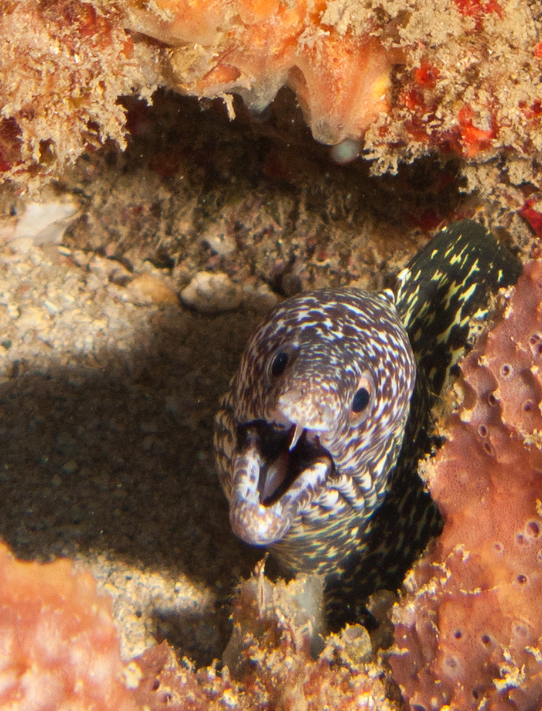Spotted Moray Eel (Gymnothorax moringa)