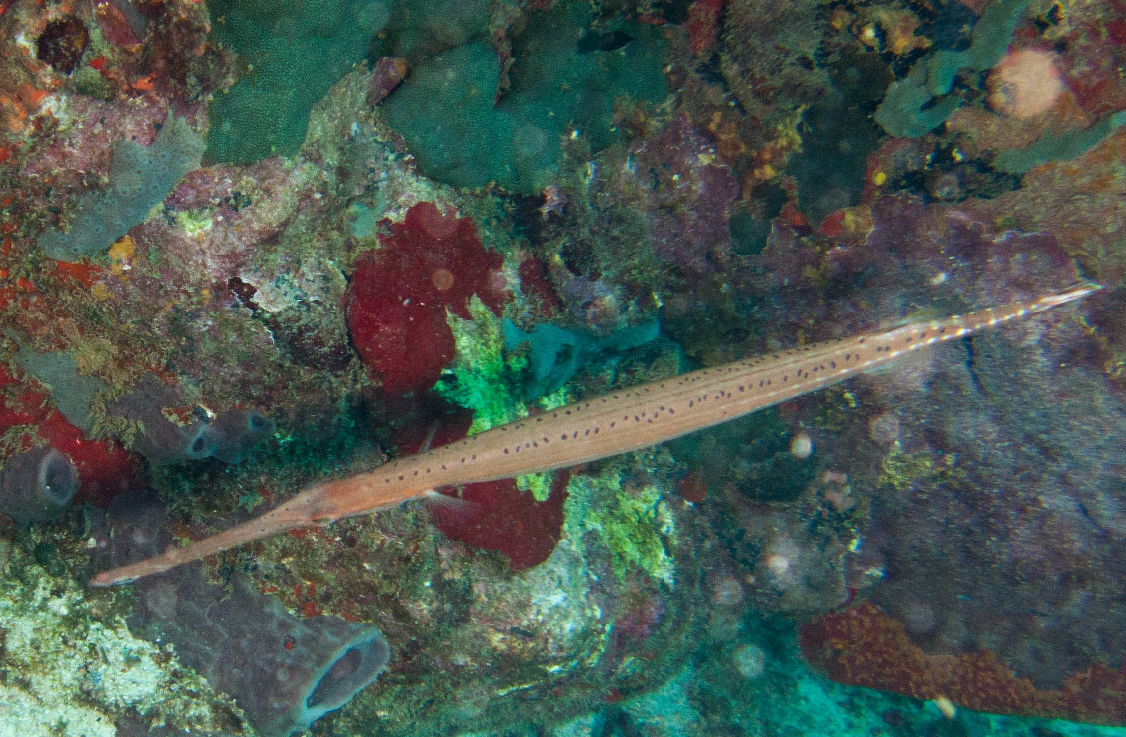 Trumpetfish