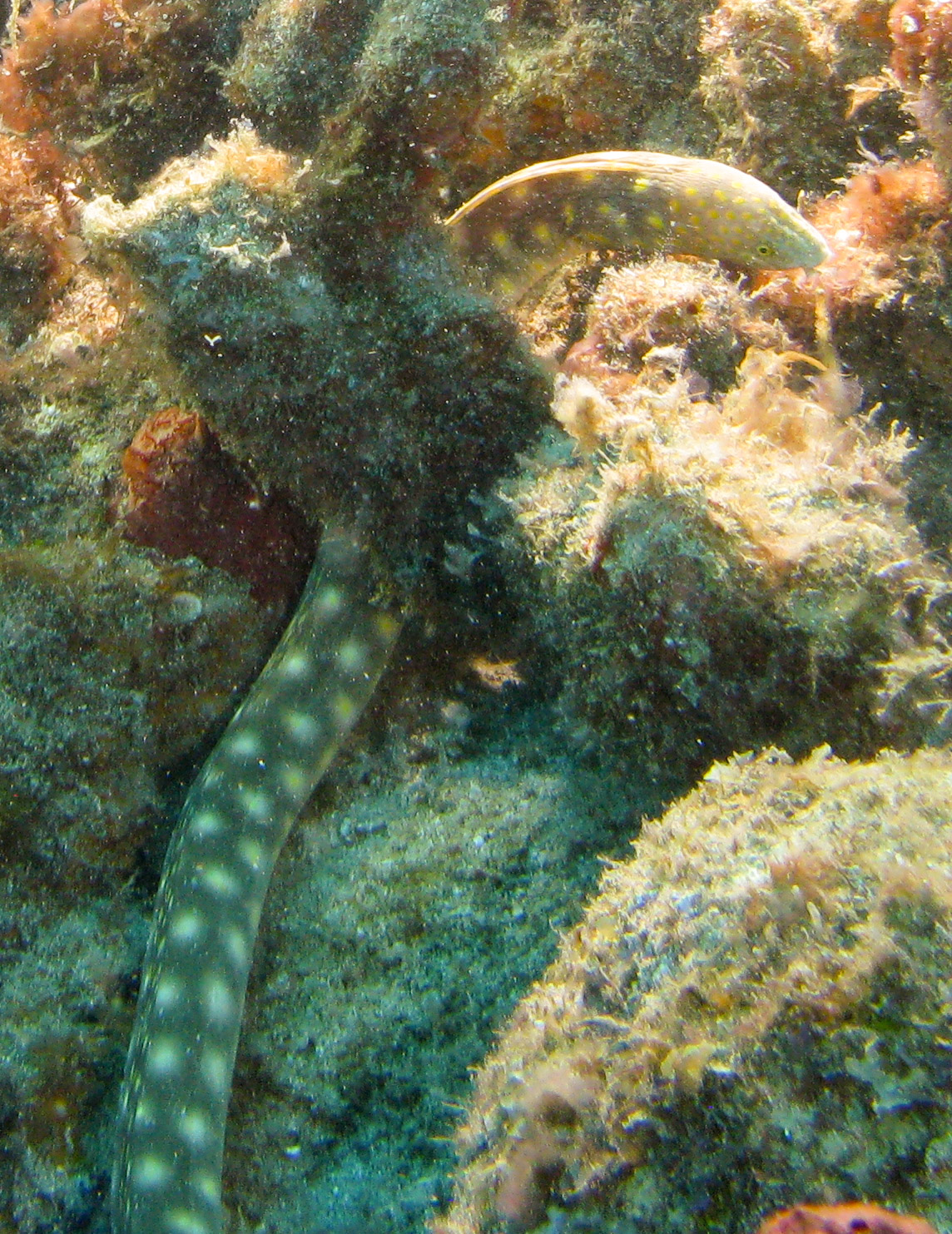 Sharptail Eel