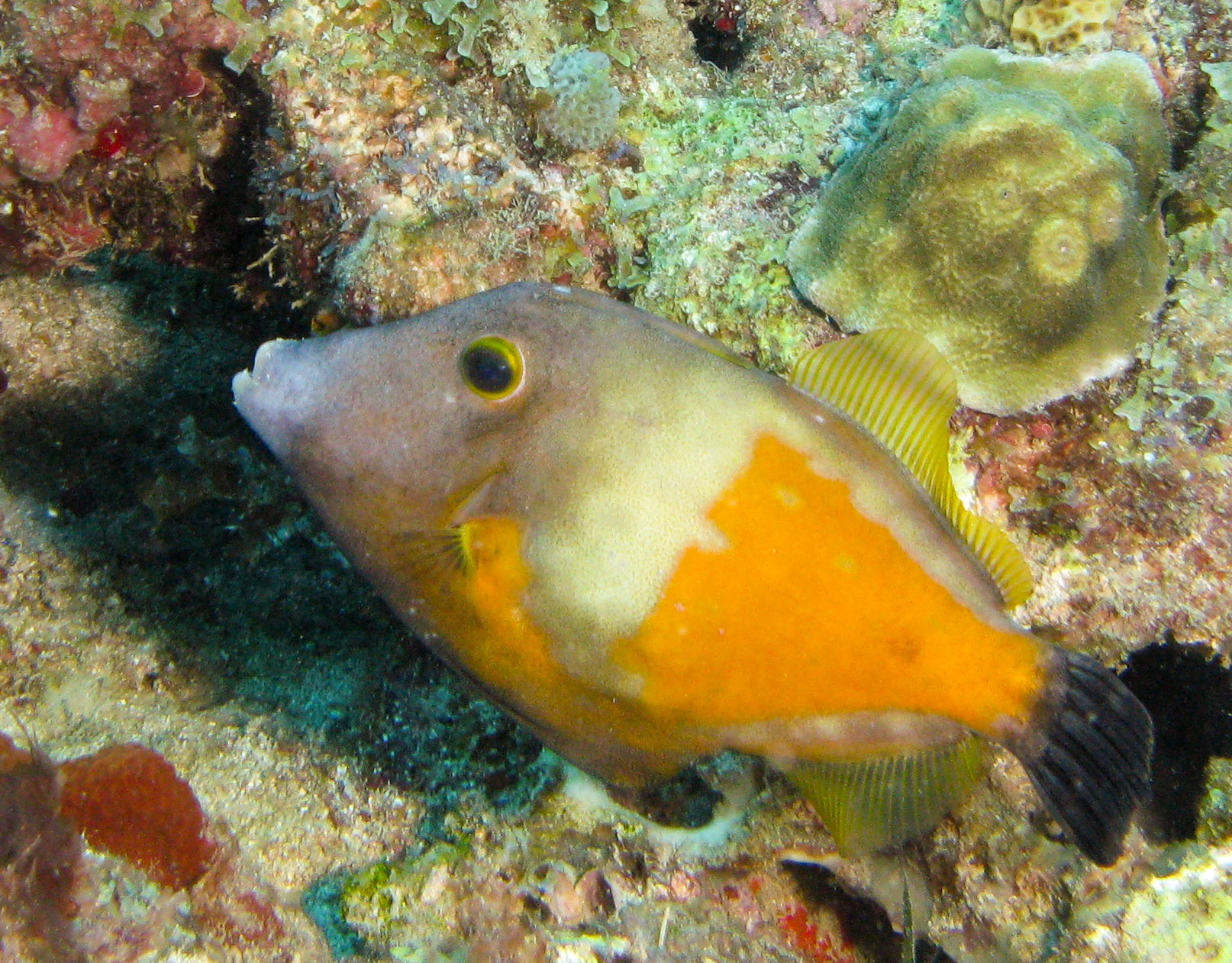 Whitespotted Filefish
