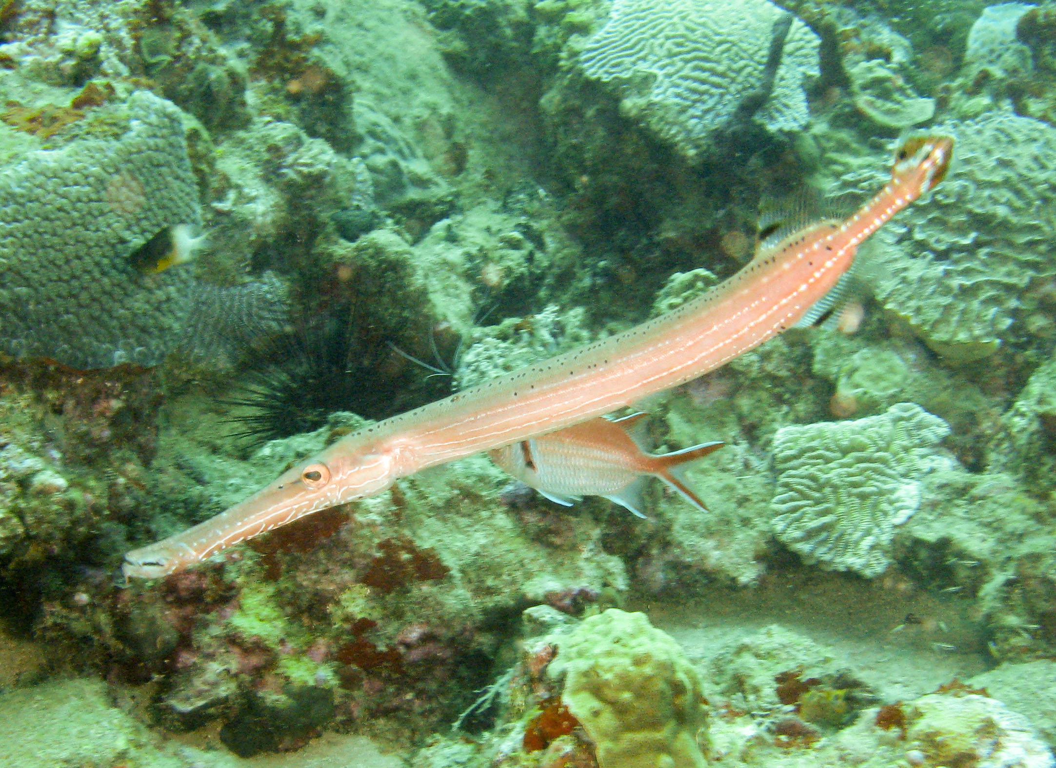 Trumpetfish