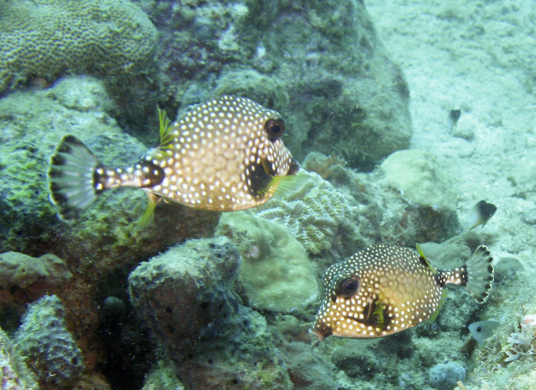 Smooth Trunkfish (Lactophrys triqueter)