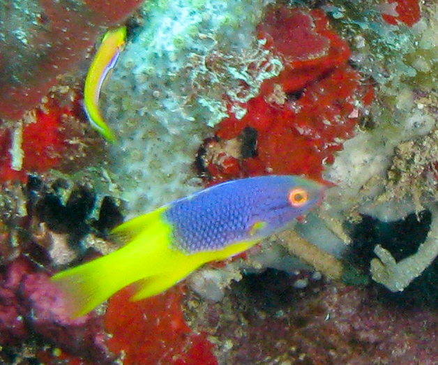 Spanish Hogfish (juvenile)