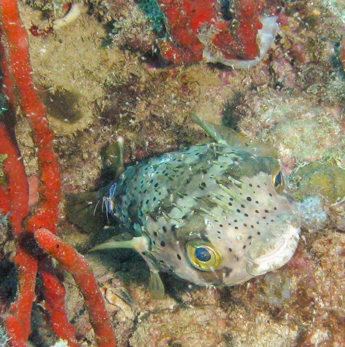 Spiny Balloonfish (Diodon holocanthus)