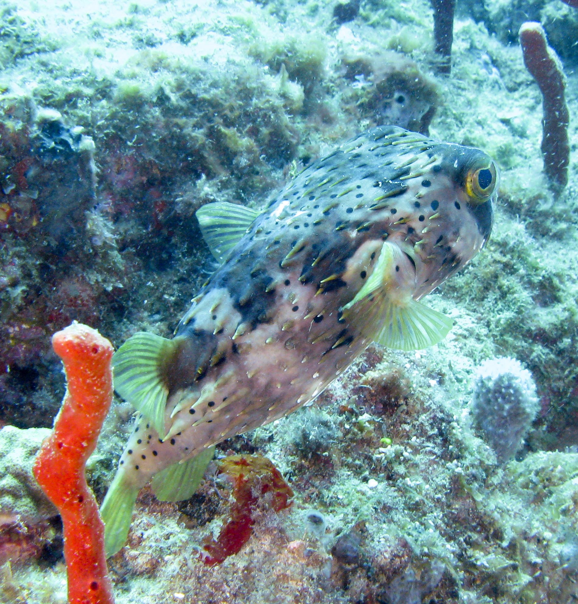 Spiny Balloonfish (Diodon holocanthus)