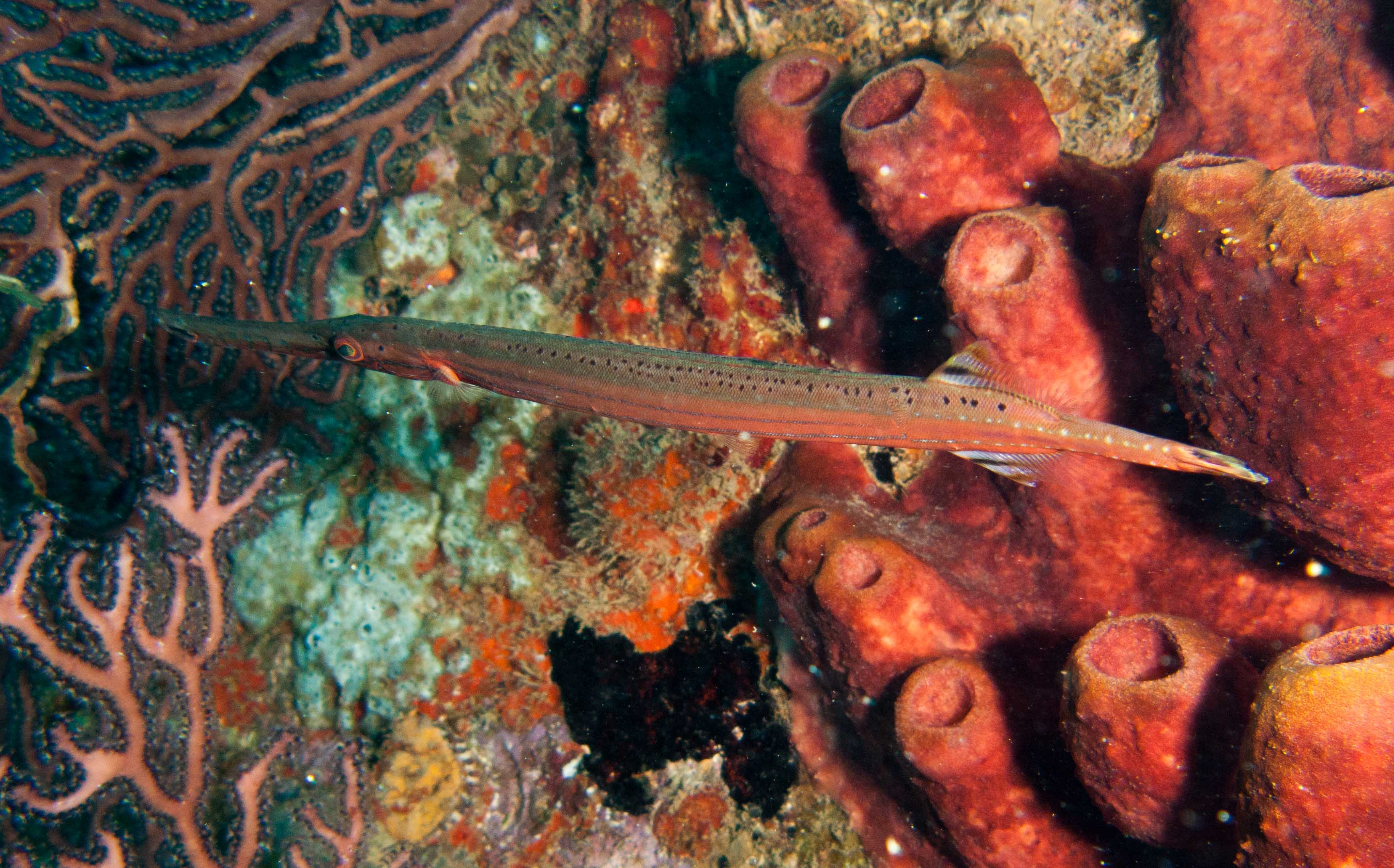 Trumpetfish Trumpetfish