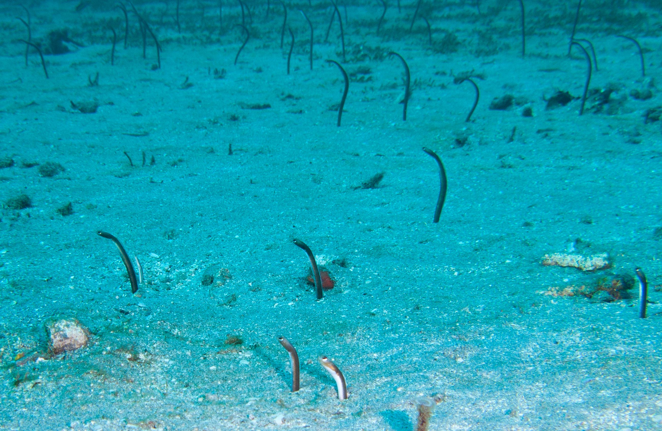 Garden Eels Garden Eels