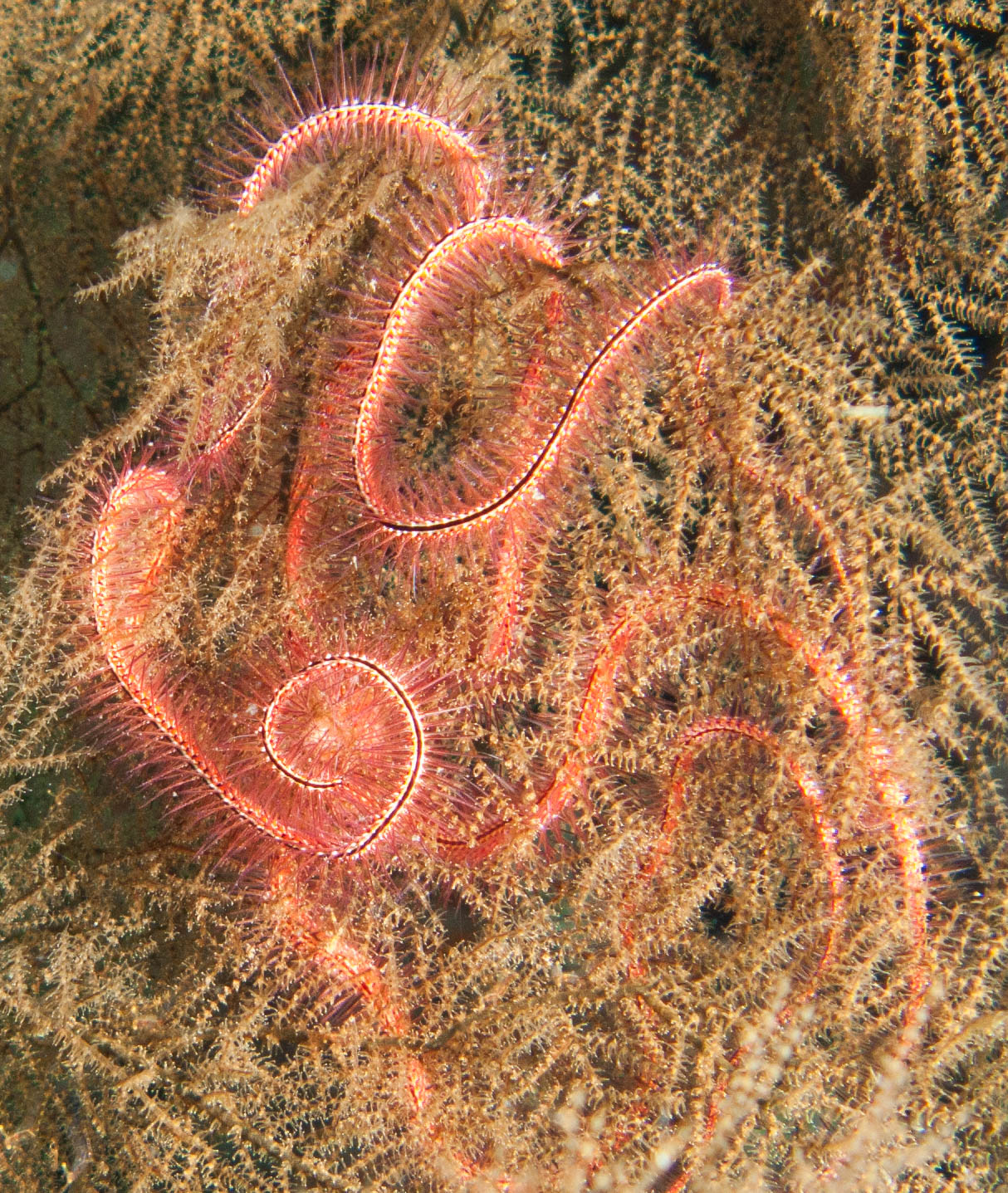 Golden Crinoid Golden Crinoid