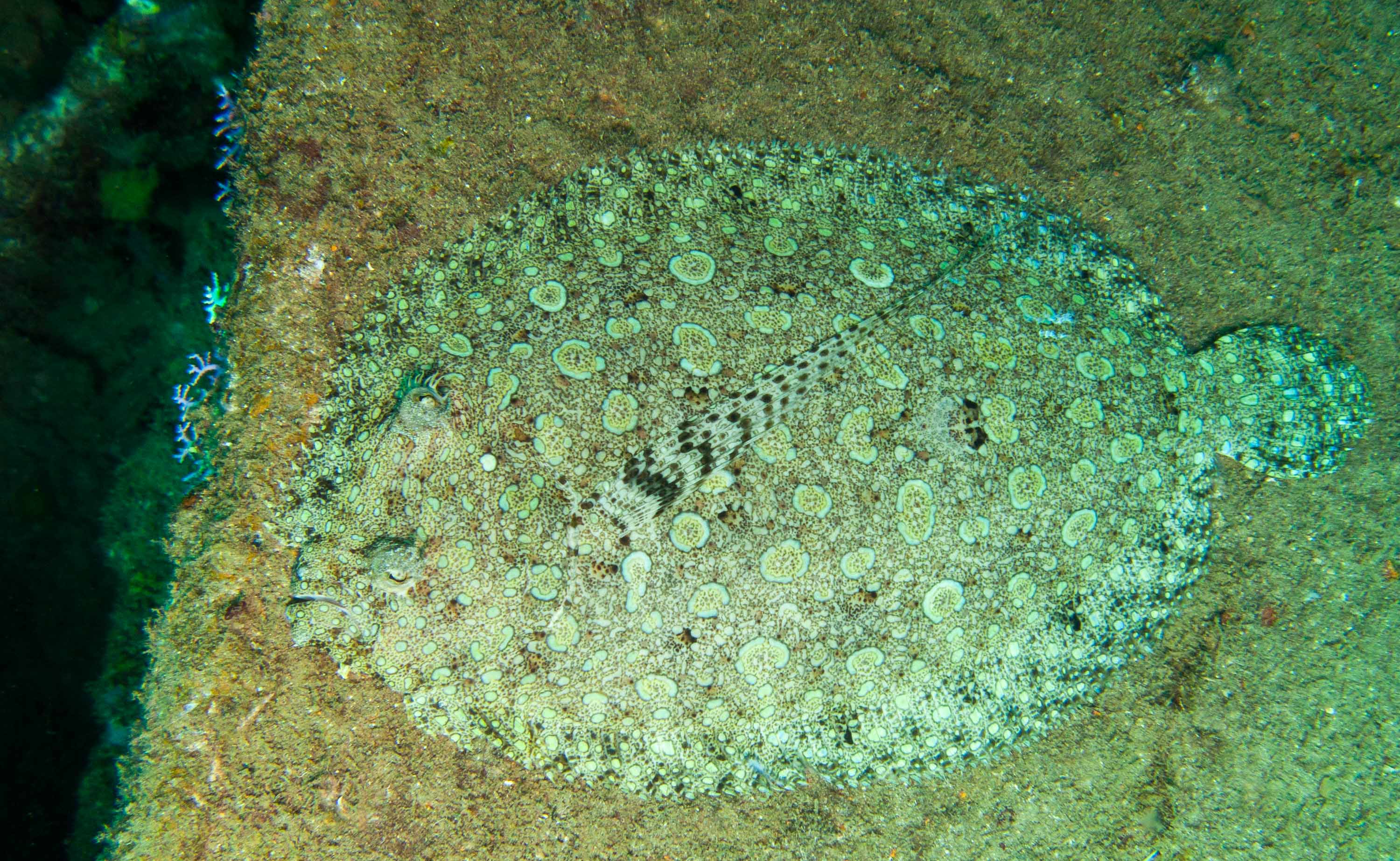 Peacock Flounder Peacock Flounder