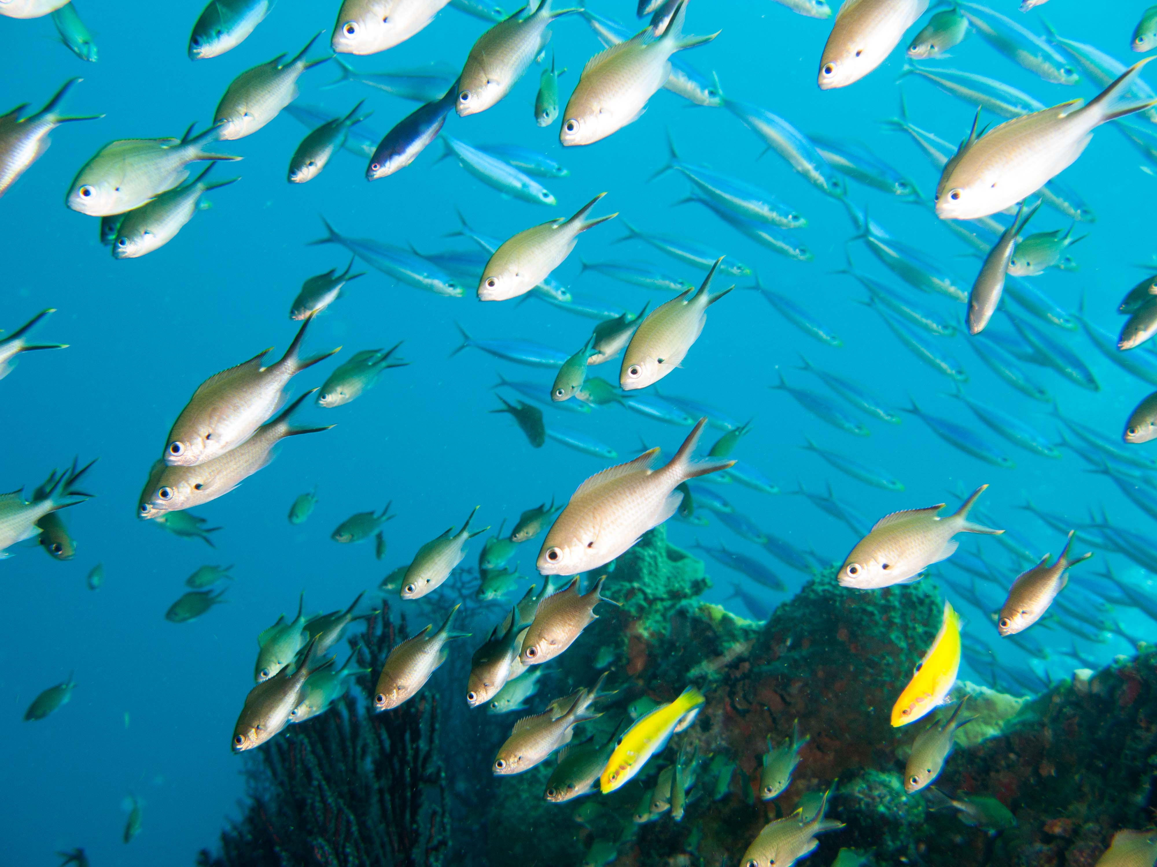 Brown Chromis Brown Chromis