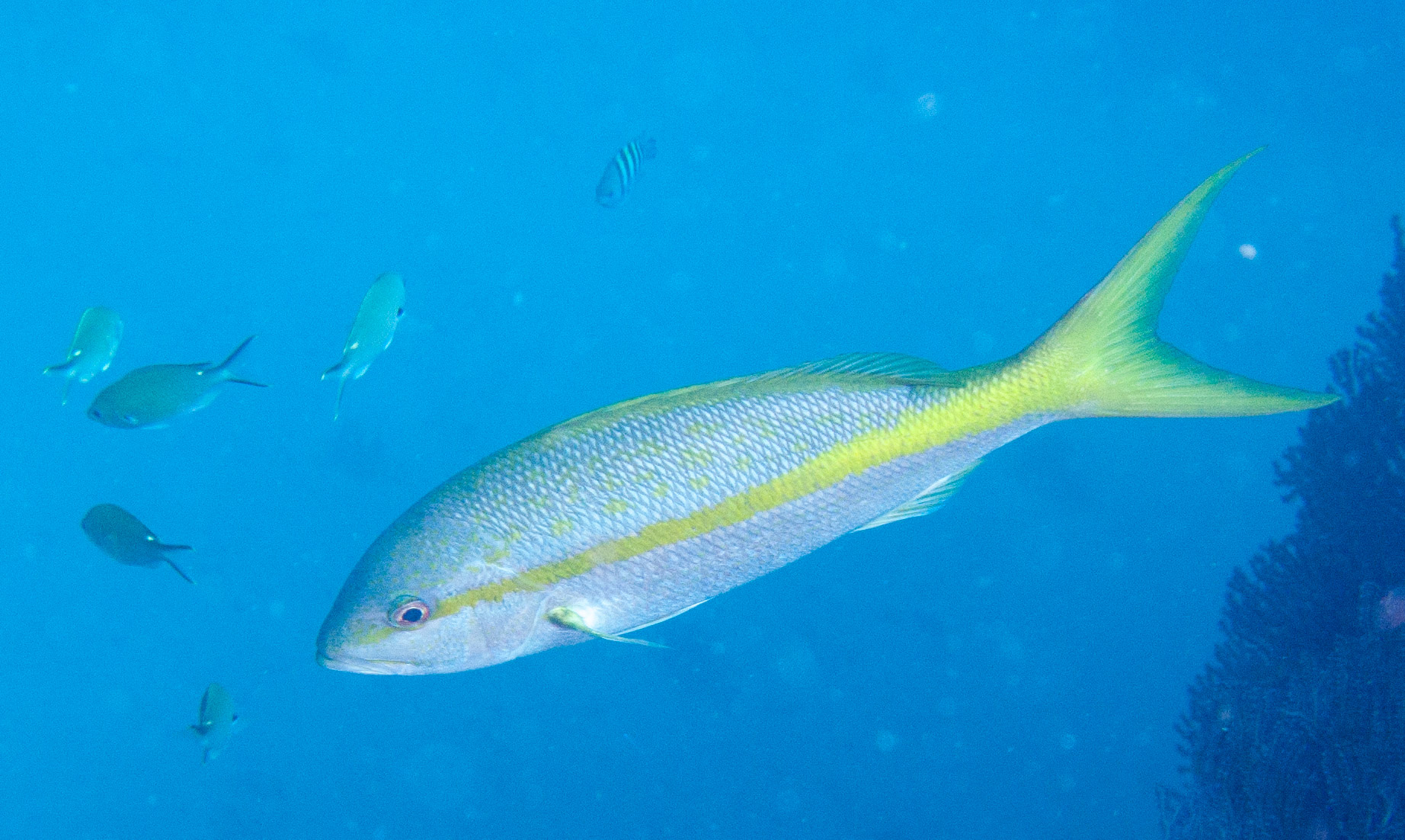Yellowtail Snapper Yellowtail Snapper
